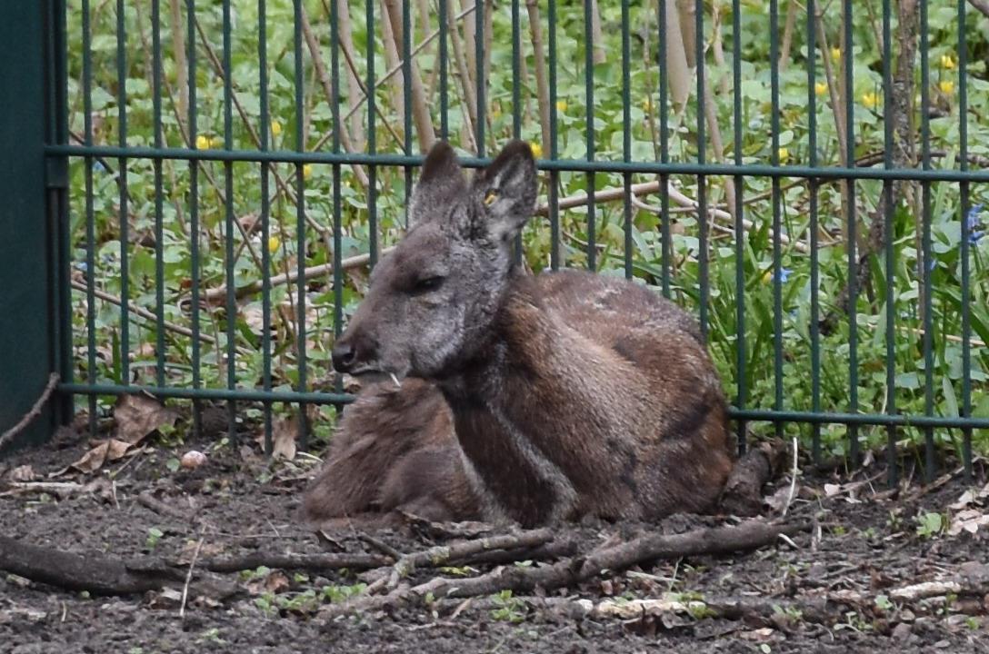 Siberian musk deer
