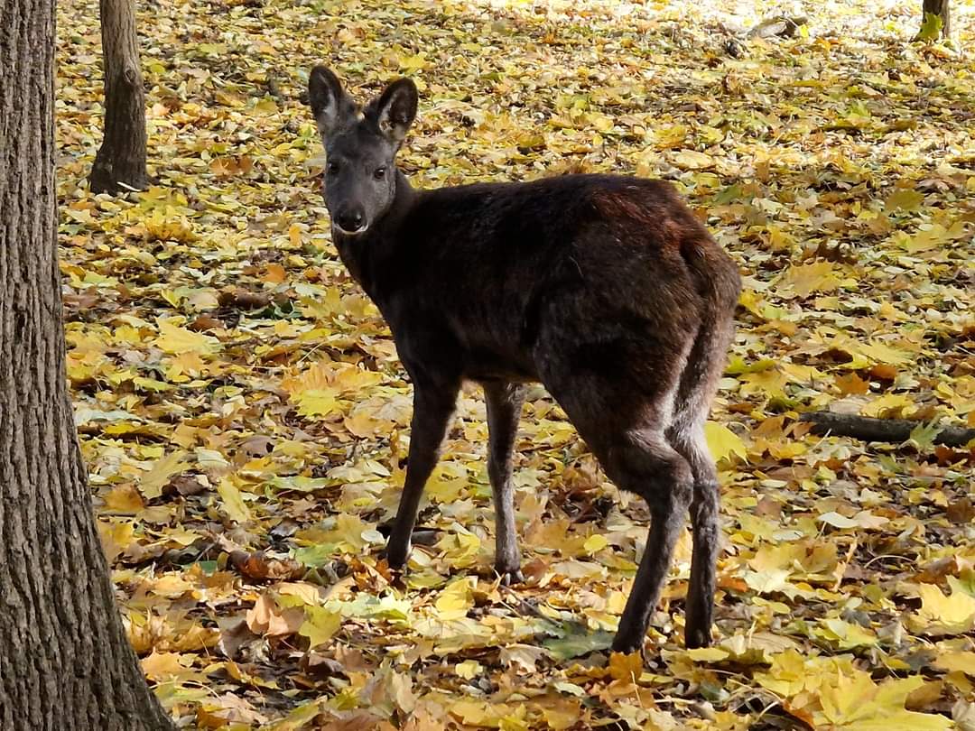 Siberian Musk Deer