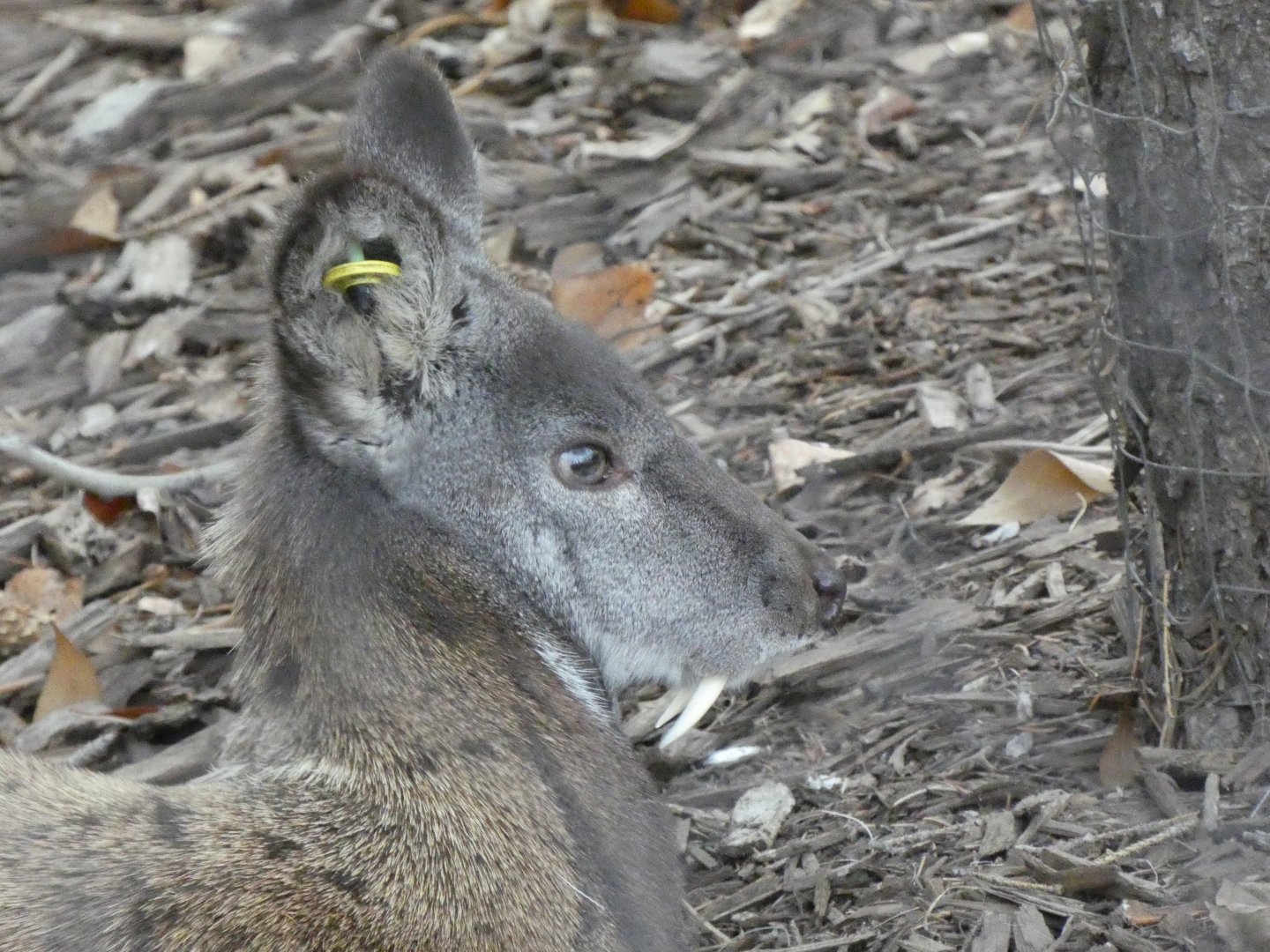 Siberian musk deer