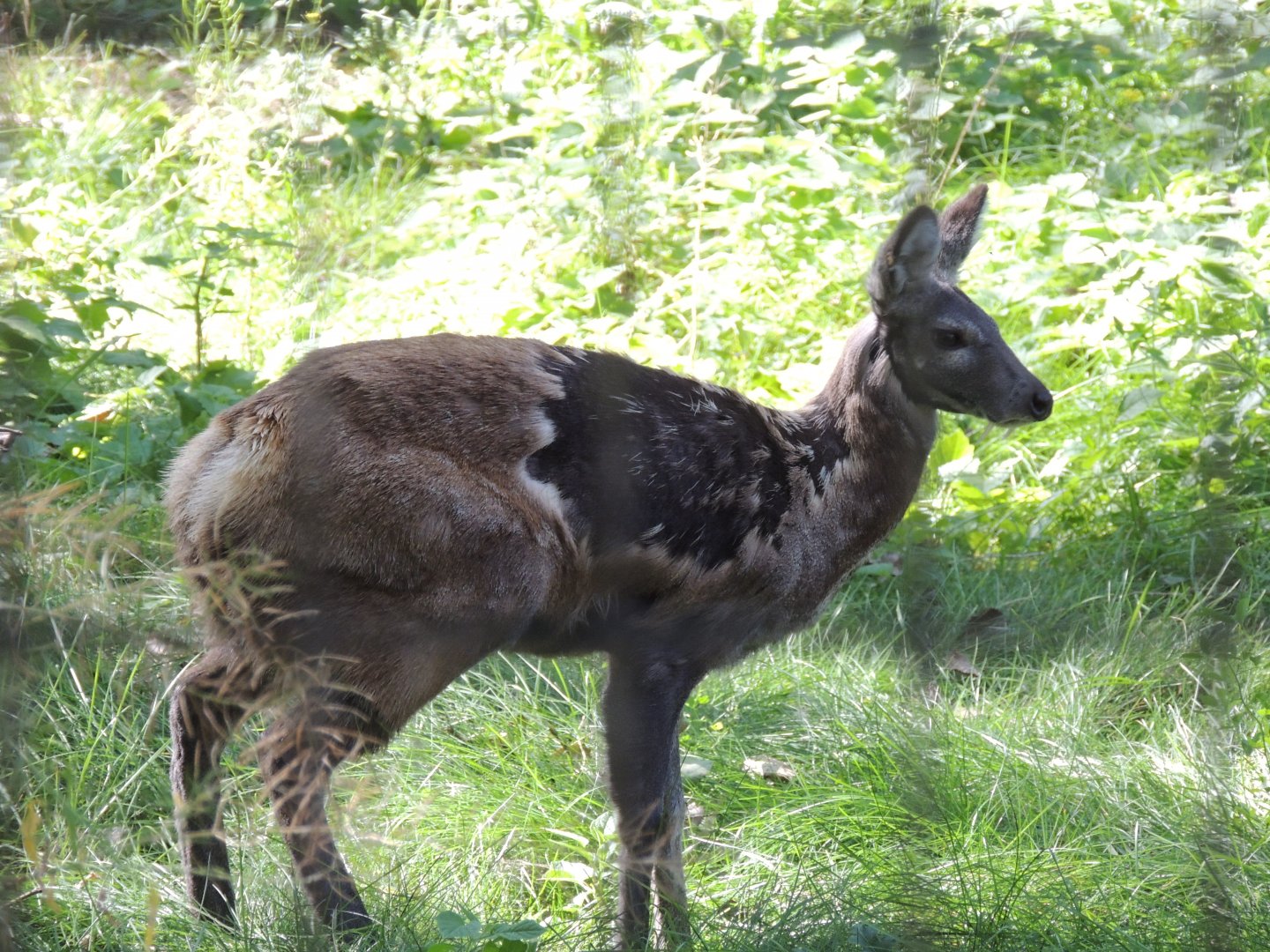 Siberian musk deer