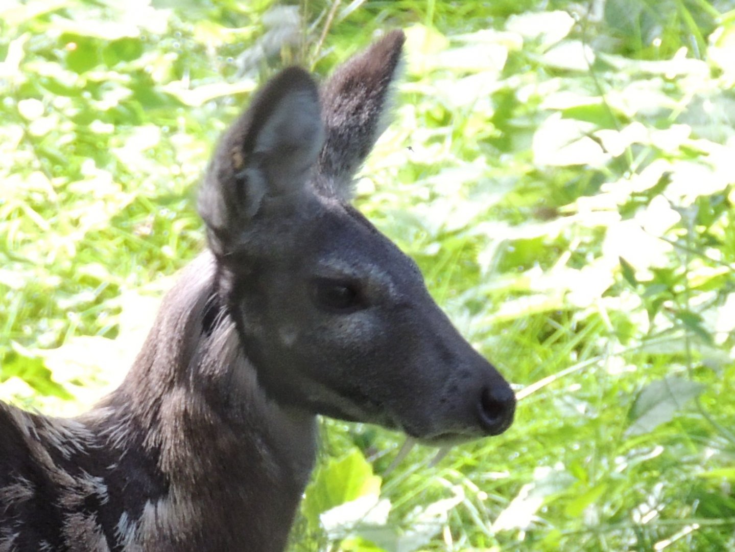 Siberian musk deer