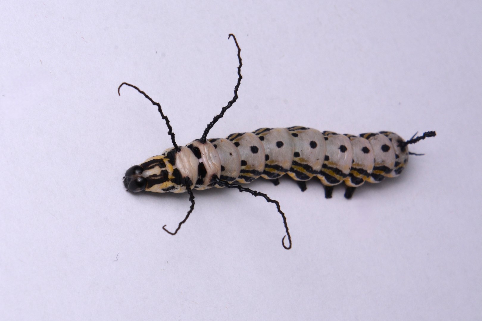 Siberian owl moth (Brahmaea tancrei) - caterpillar