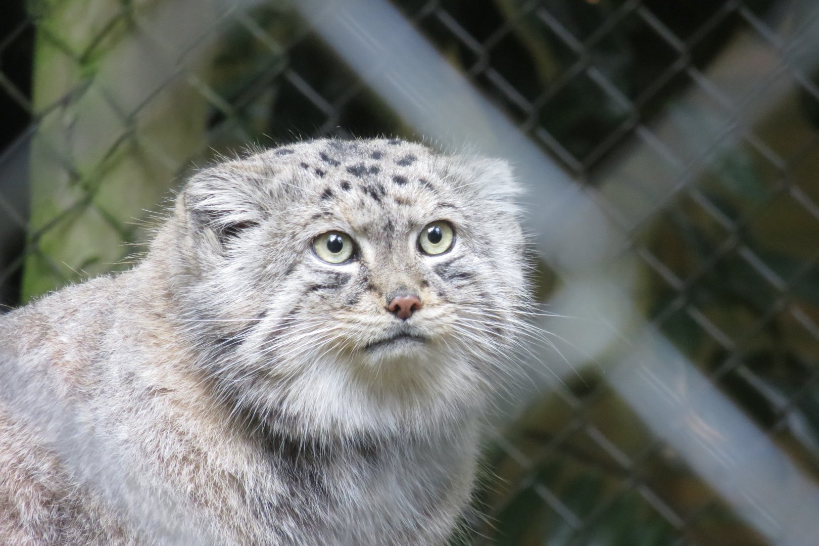 Siberian Pallas' cat 071019