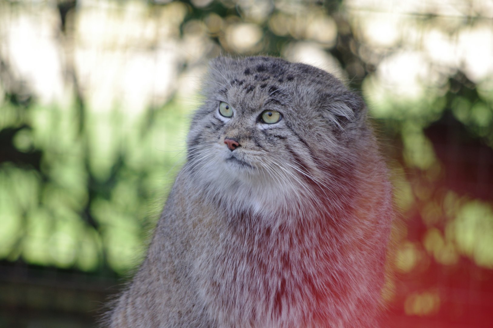 Siberian Pallas' Cat- 19/2/2024