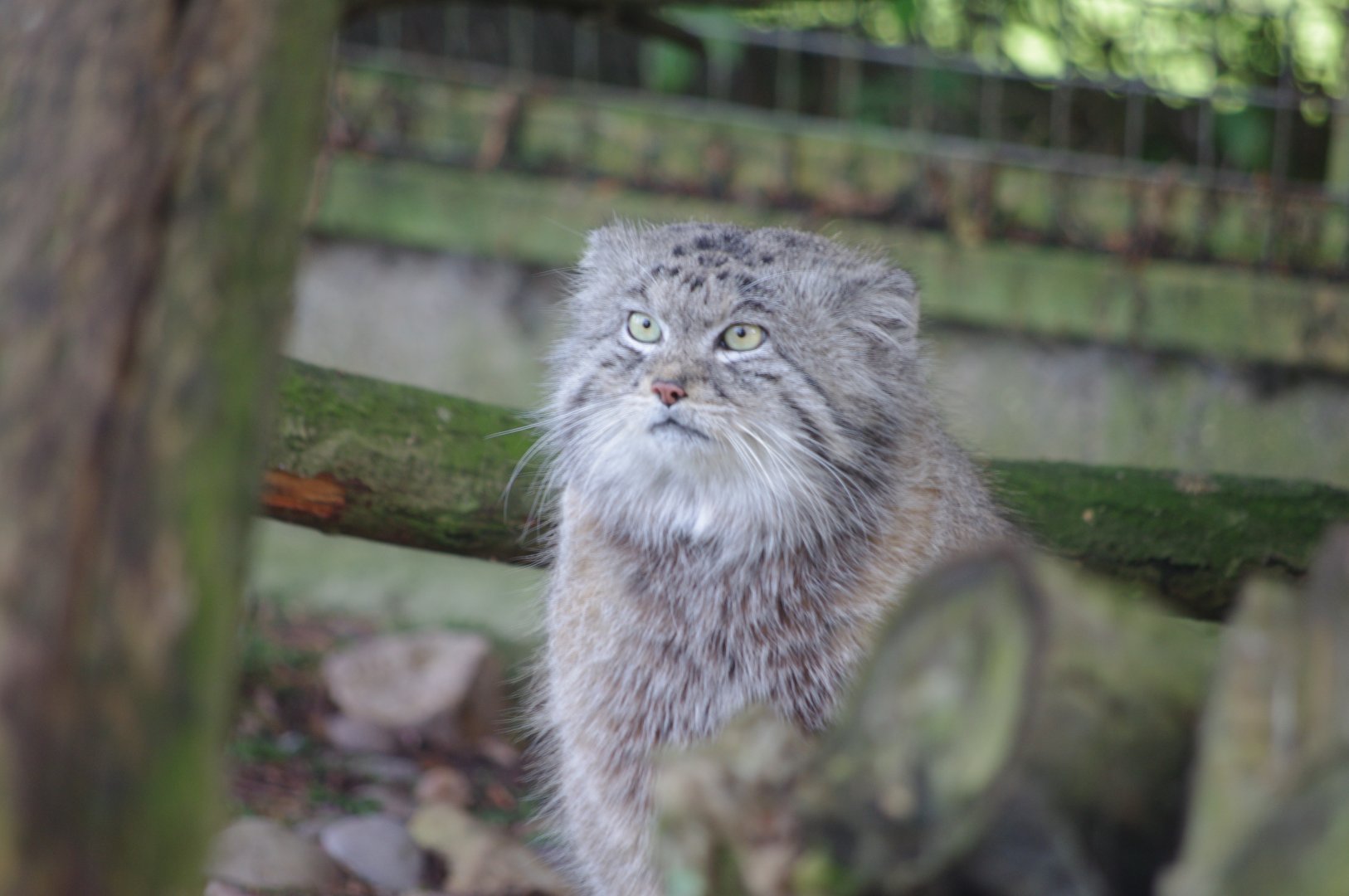Siberian Pallas' Cat- 19/2/2024
