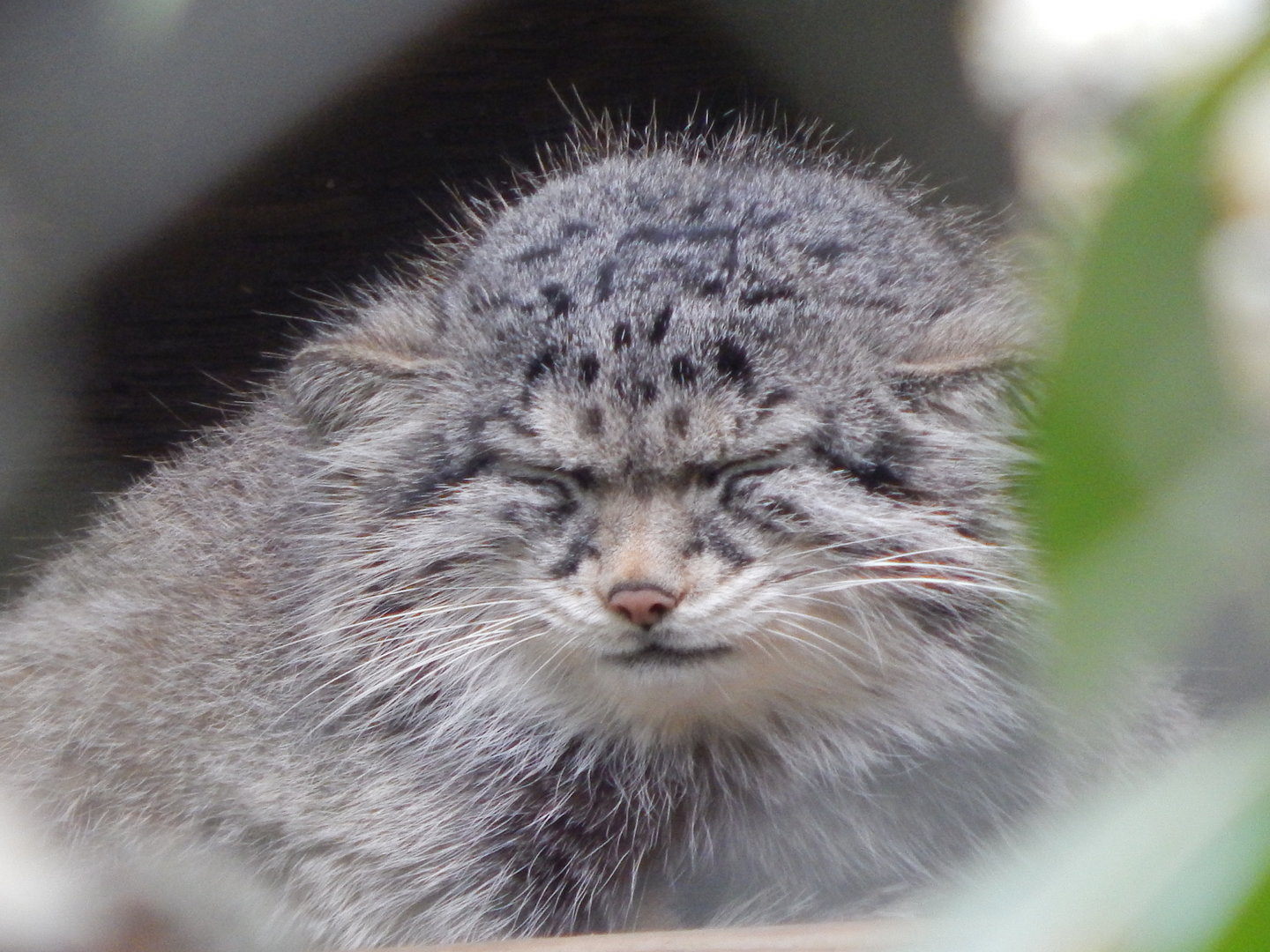 Siberian Pallas' cat 280423