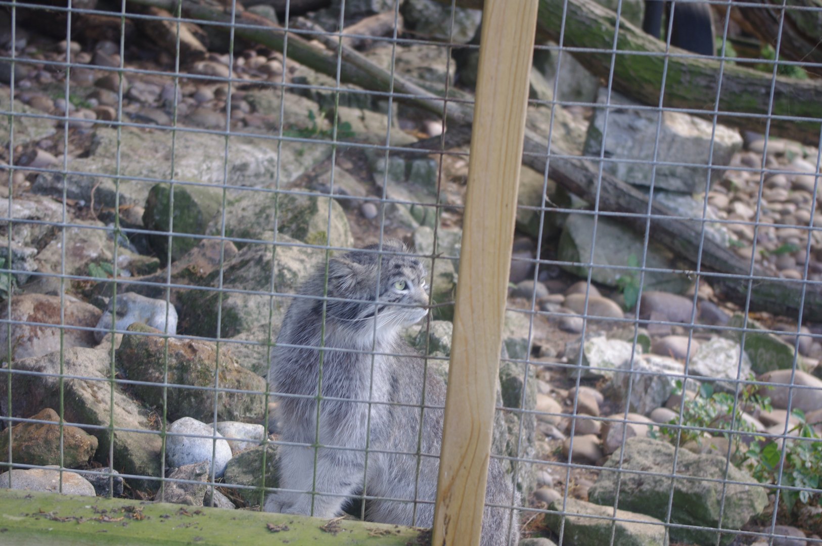 Siberian Pallas' Cat- 3/6/2022
