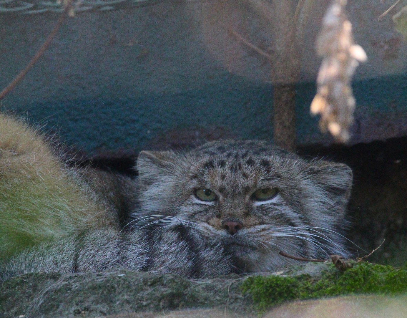 Siberian Pallas Cat- 4th September 2024