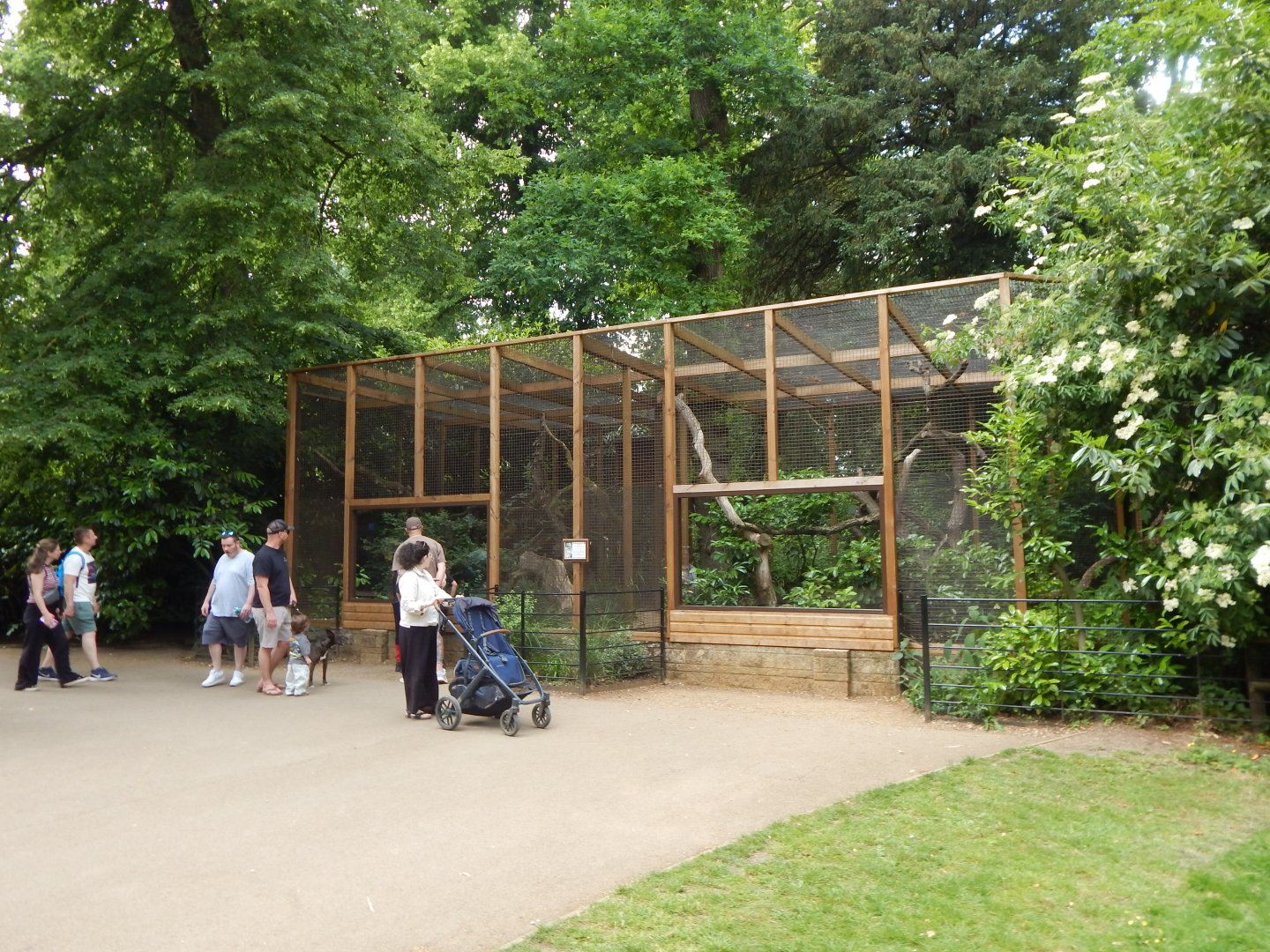 Siberian pallas' cat enclosure 310525