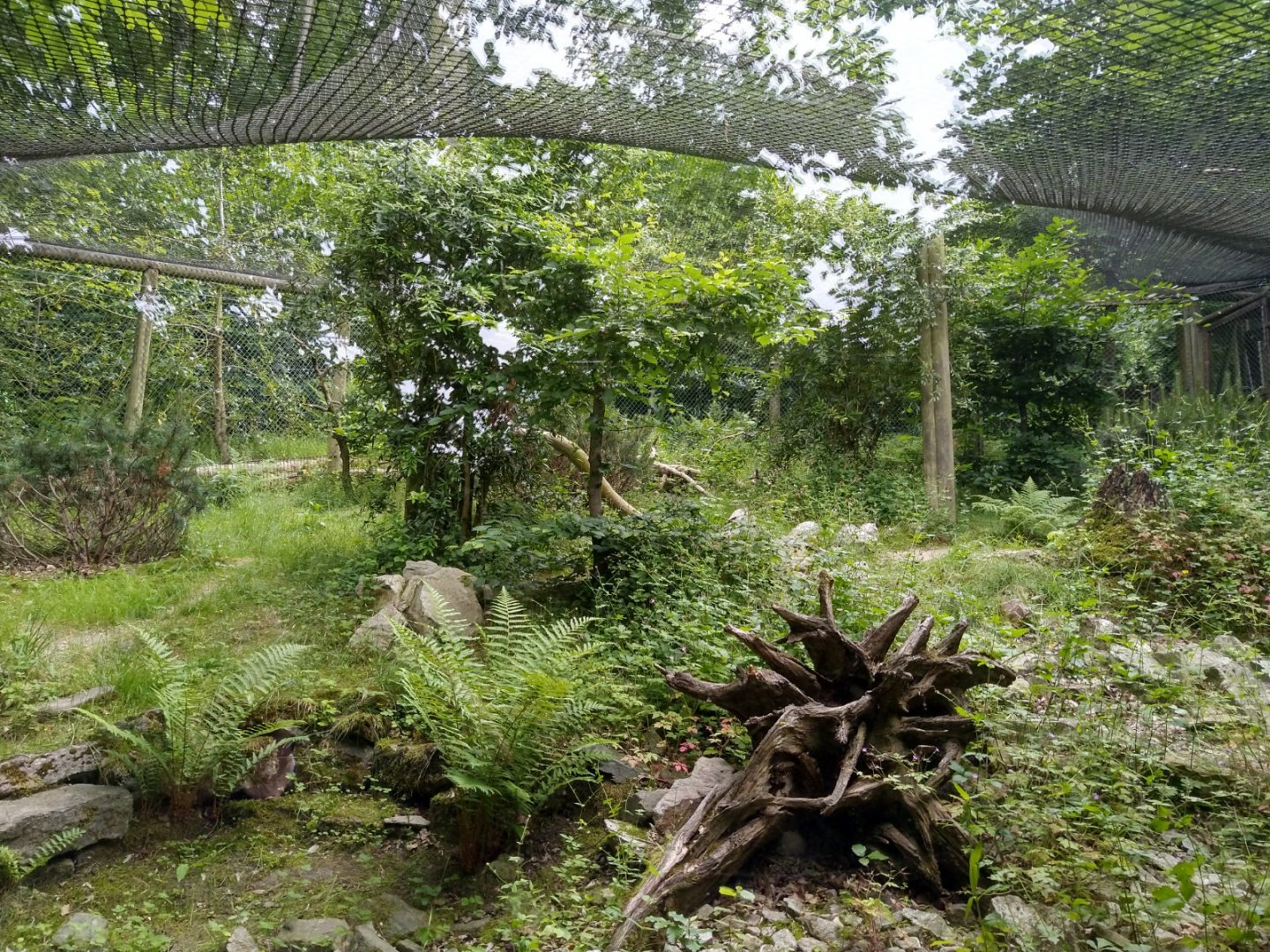 Siberian pallas cat enclosure