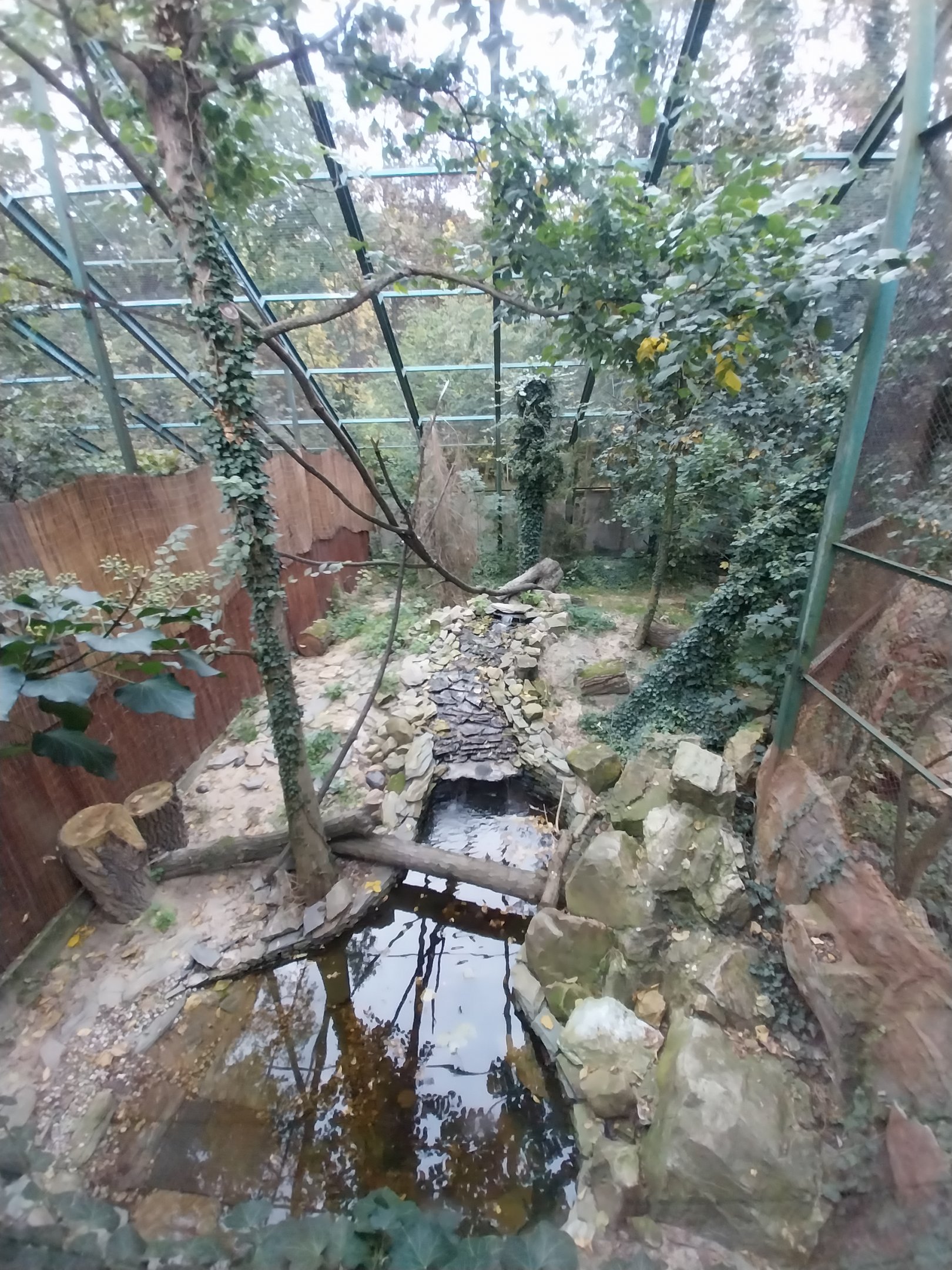 Siberian Pallas' Cat enclosure