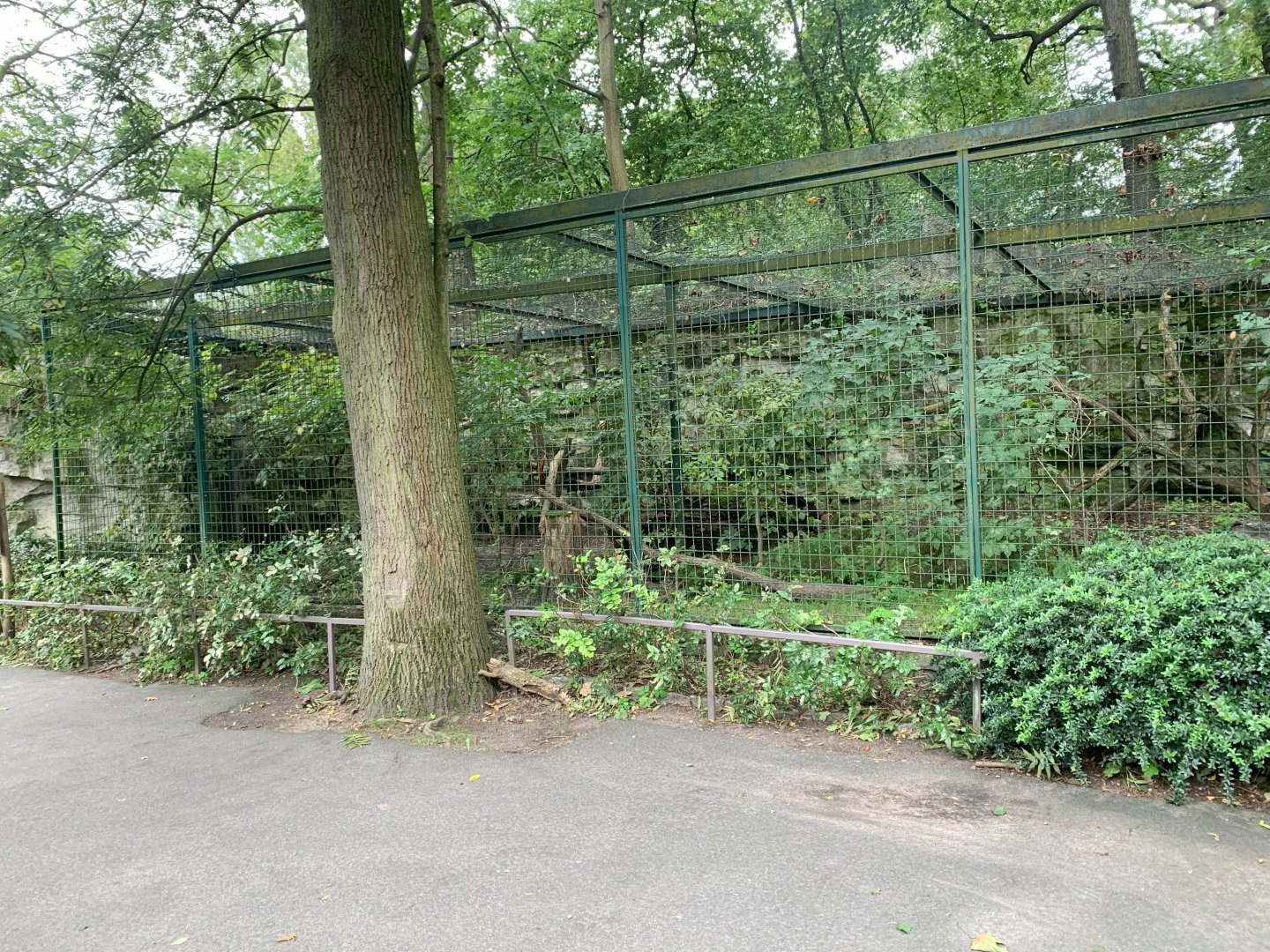 Siberian Pallas' Cat enclosure