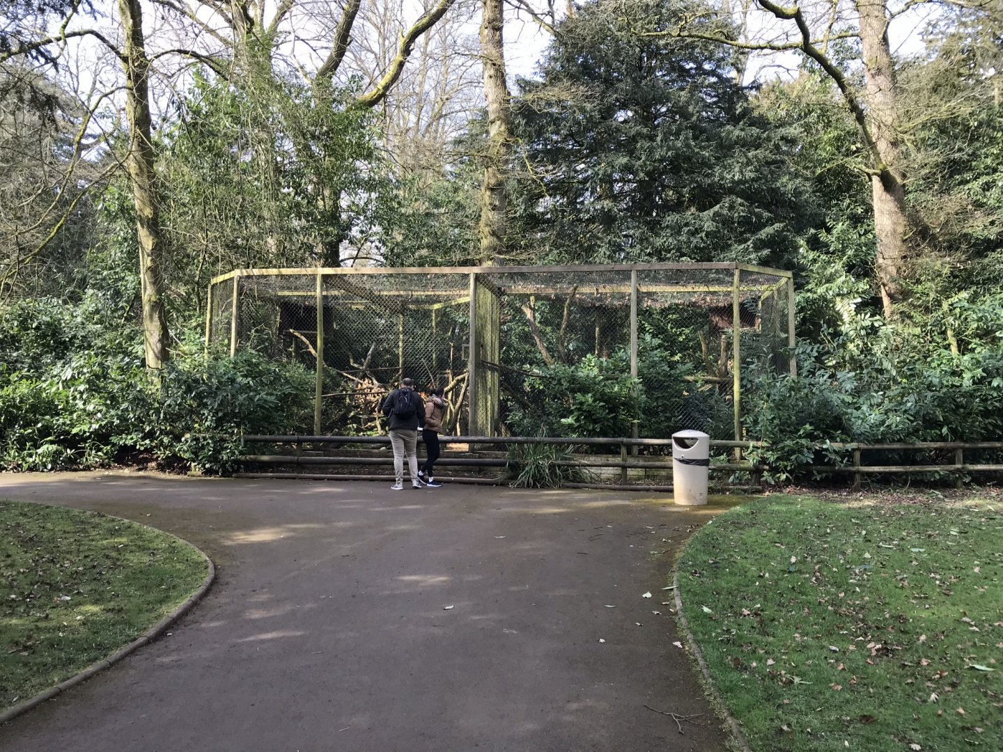 Siberian pallas’ cat exhibit 250318