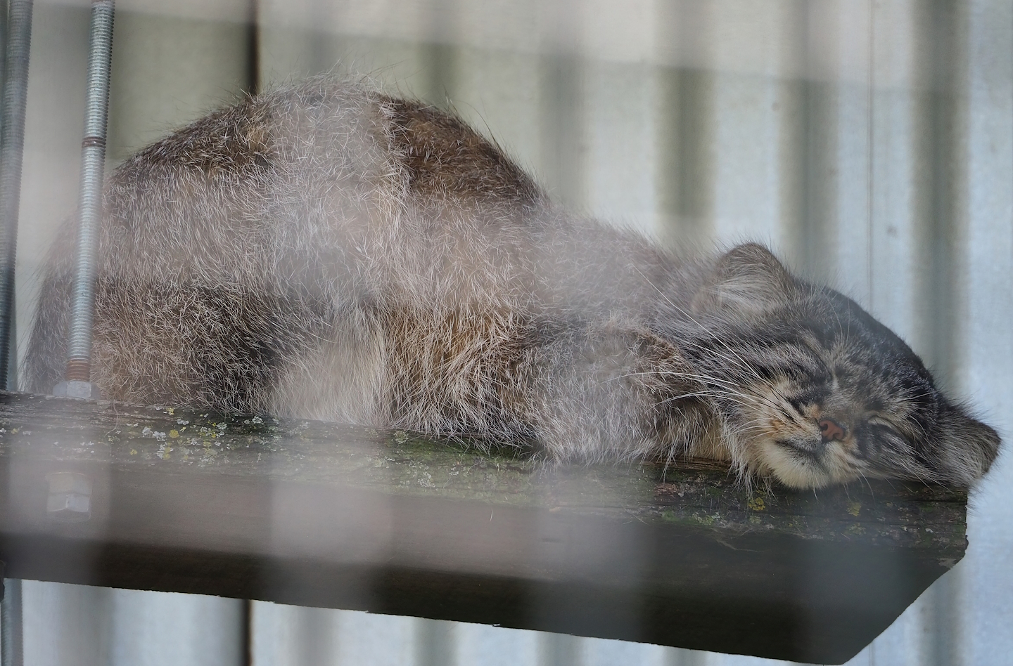 Siberian pallas' cat (Otocolobus manul manul), 2023-05-31