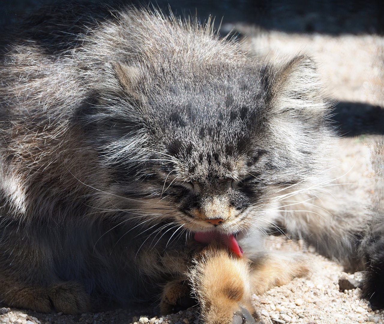 Siberian pallas' cat (Otocolobus manul manul), 2023-05-31