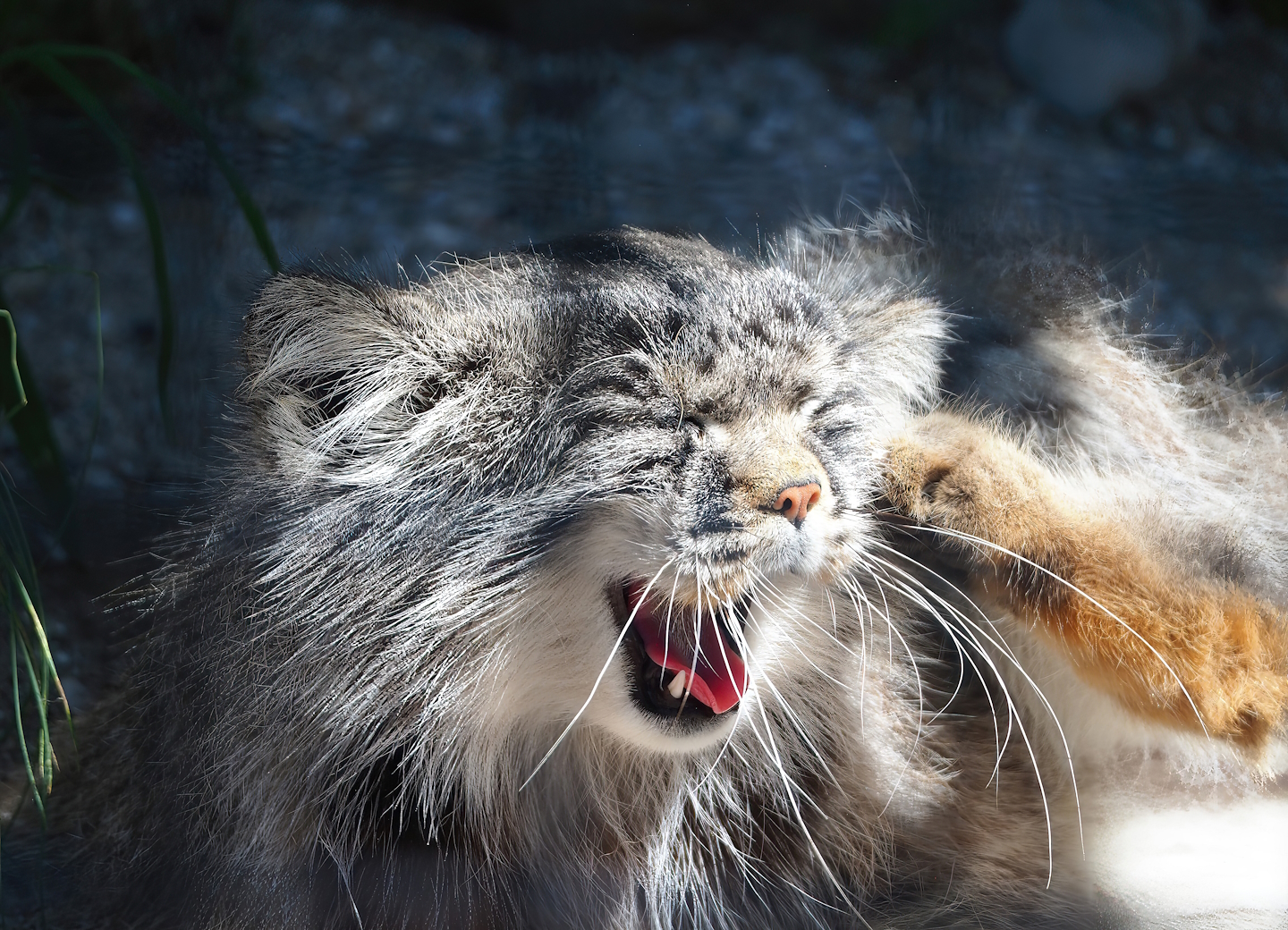 Siberian pallas' cat (Otocolobus manul manul), 2023-05-31