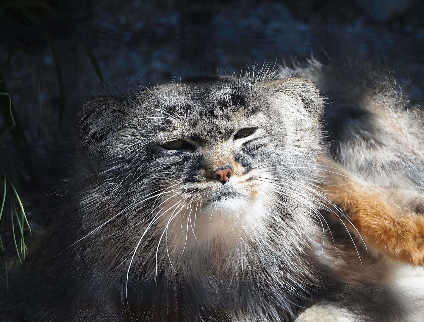 Siberian pallas' cat (Otocolobus manul manul), 2023-05-31