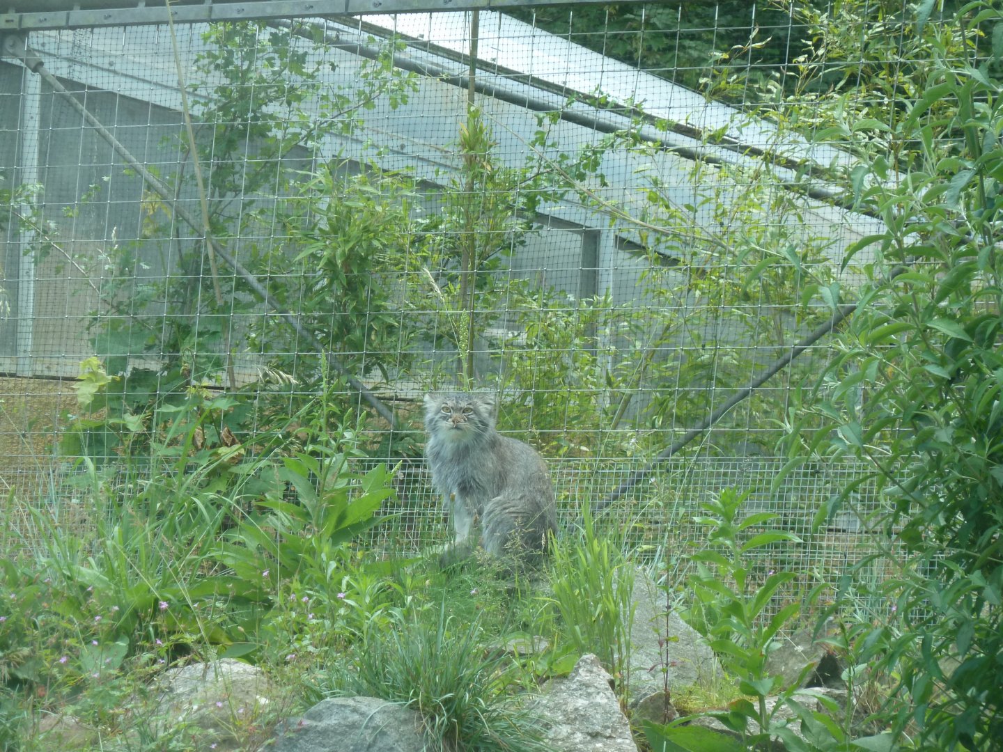 Siberian Pallas' cat - Otocolobus manul manul