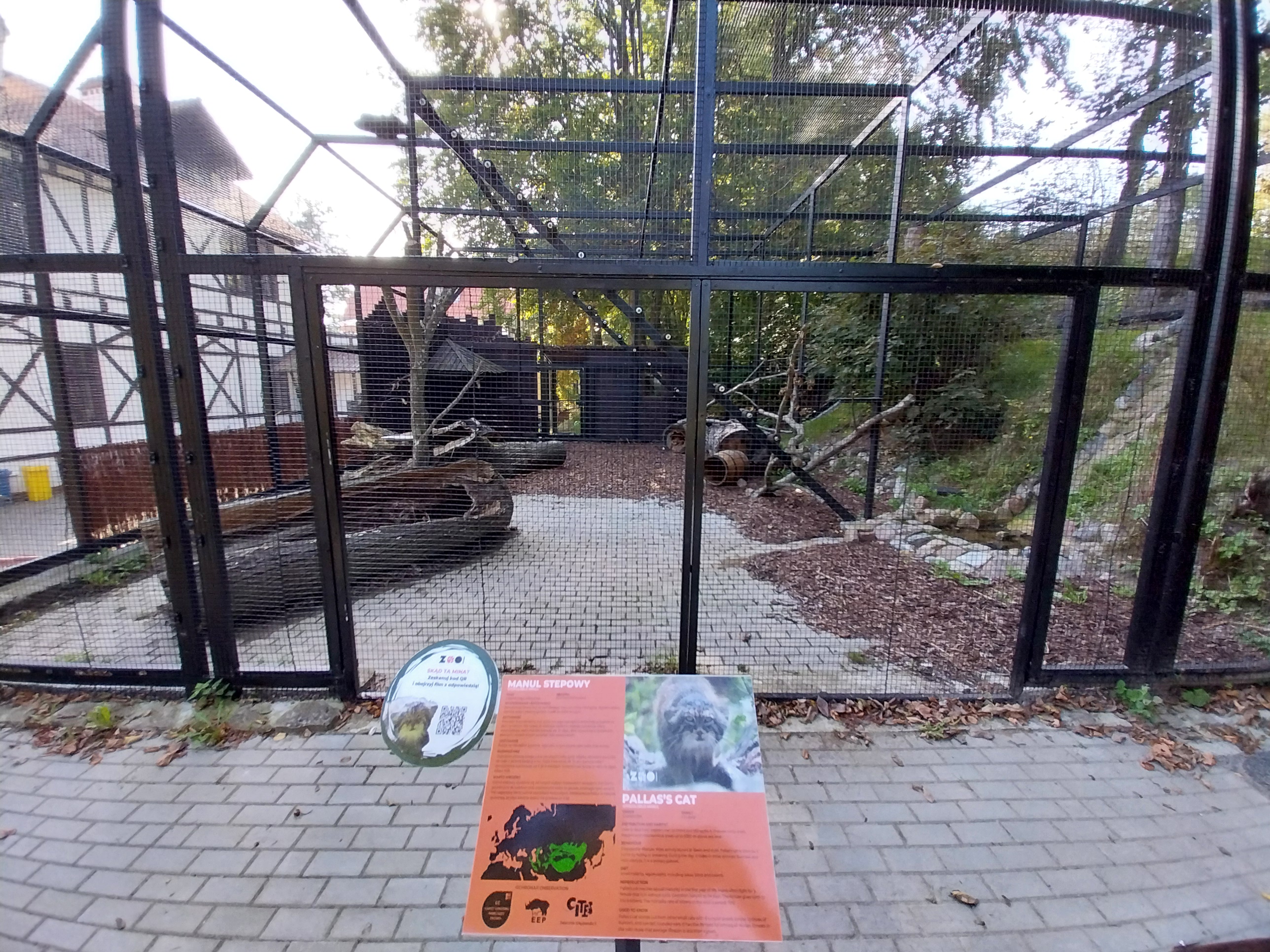 Siberian Pallas' Cat (Otocolobus manul manul)