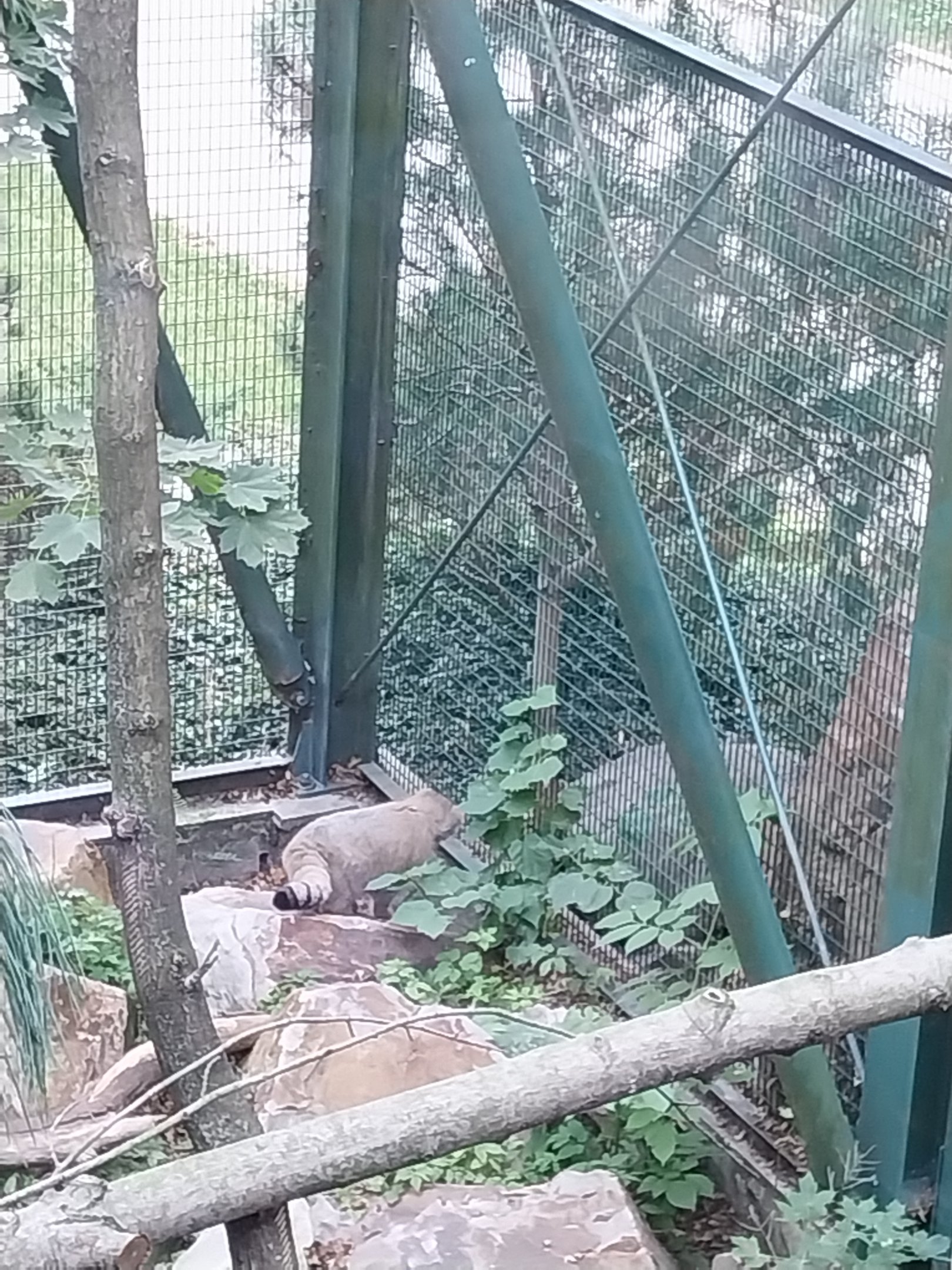 Siberian Pallas' Cat (Otocolobus manul manul)