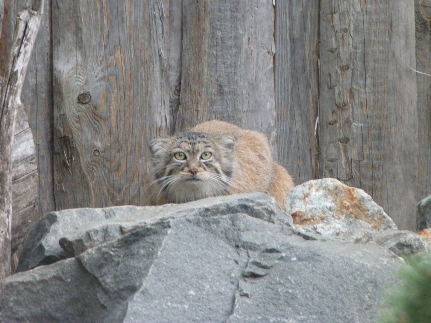 Siberian pallas cat -Tierpark Berlin (2024)