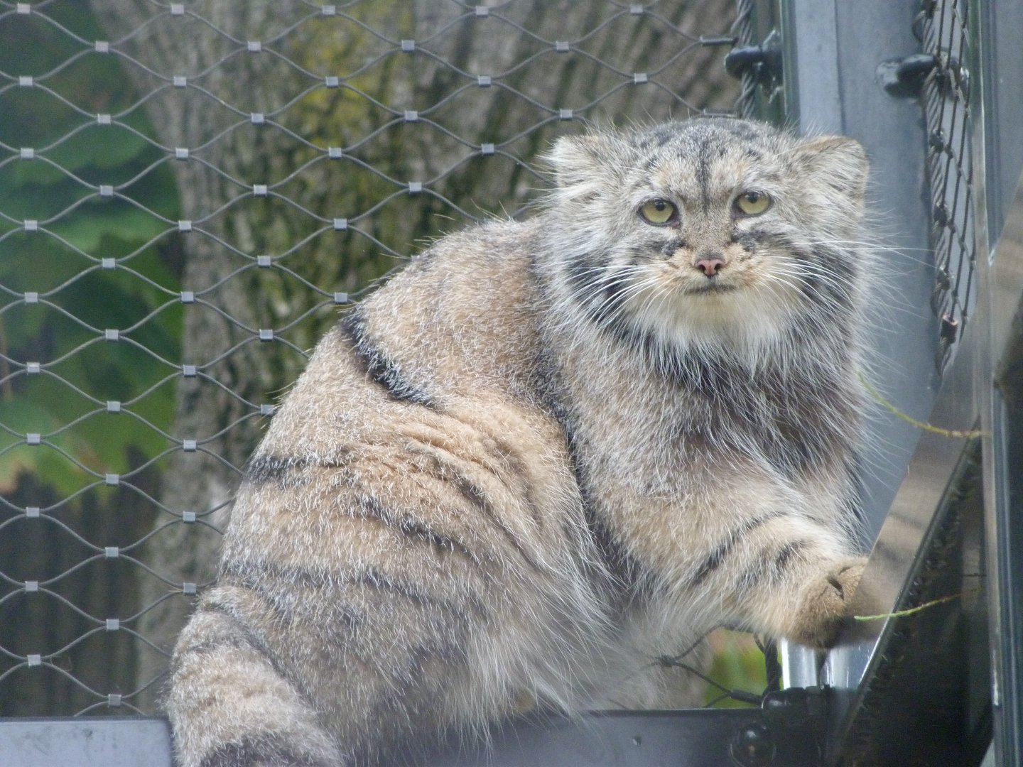 Siberian Pallas' cat -Zoo Praha (2025)