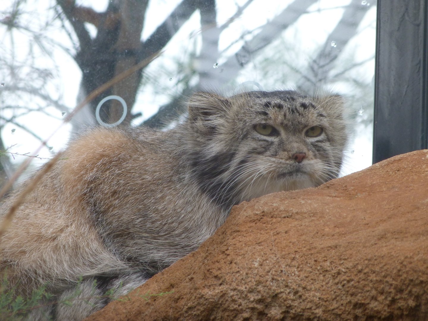 Siberian Pallas' cat -Zoo Praha (2025)