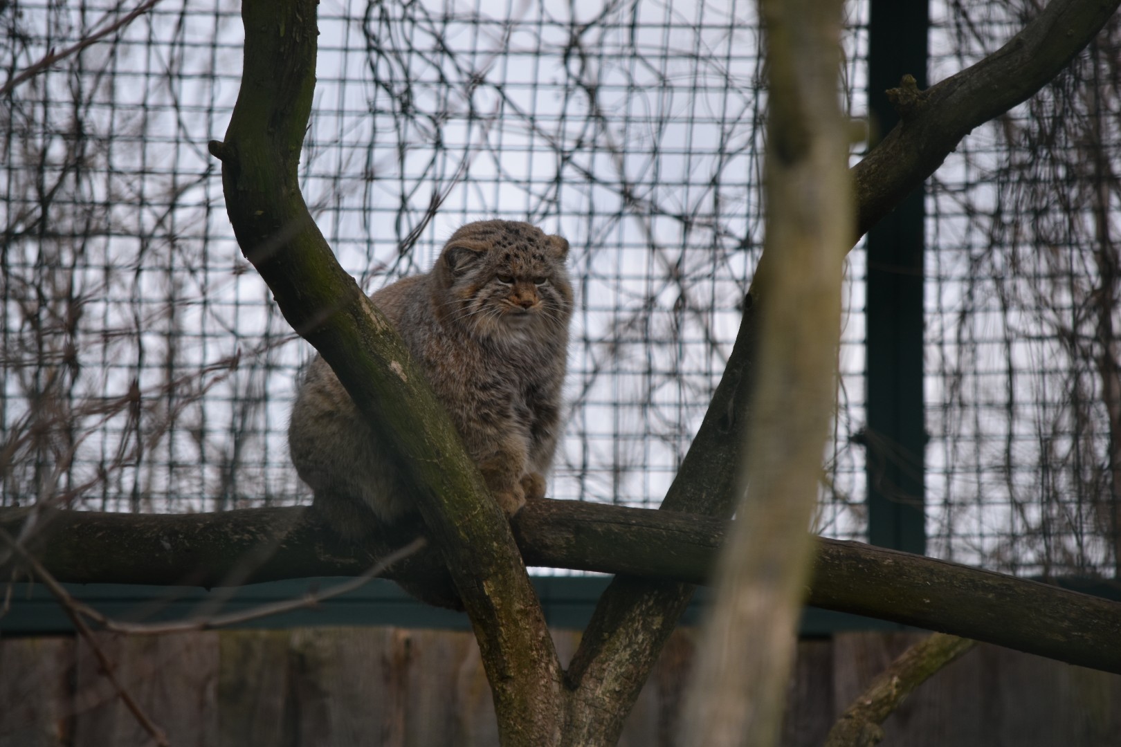 Siberian pallas' cat