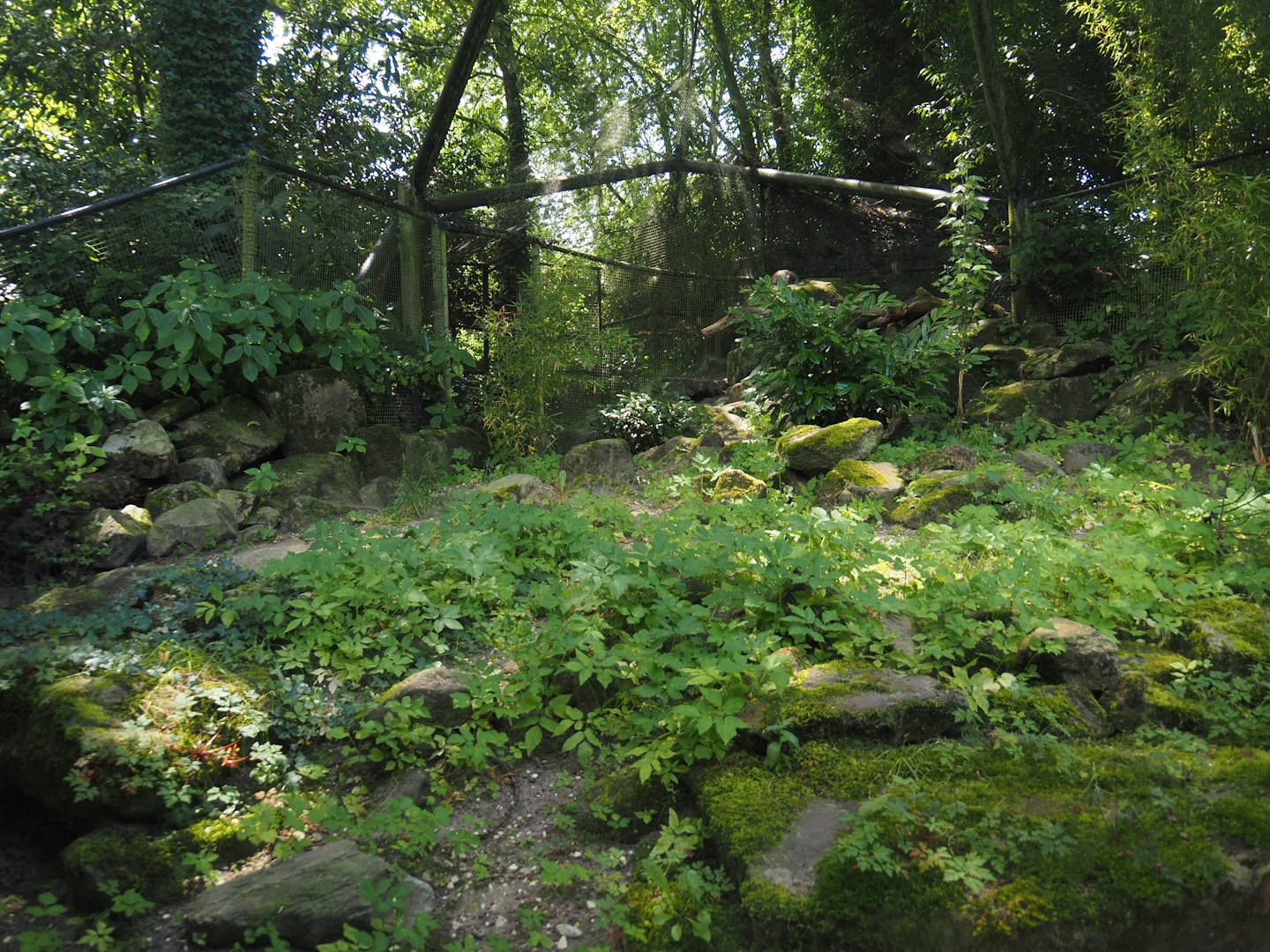 Siberian Pallas's cat exhibit, 2024-06-30