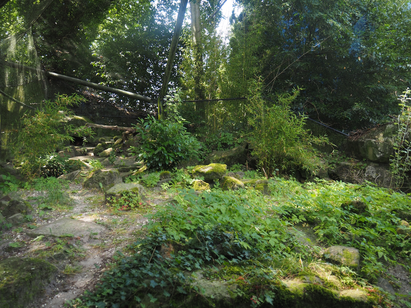Siberian Pallas's cat exhibit, 2024-06-30