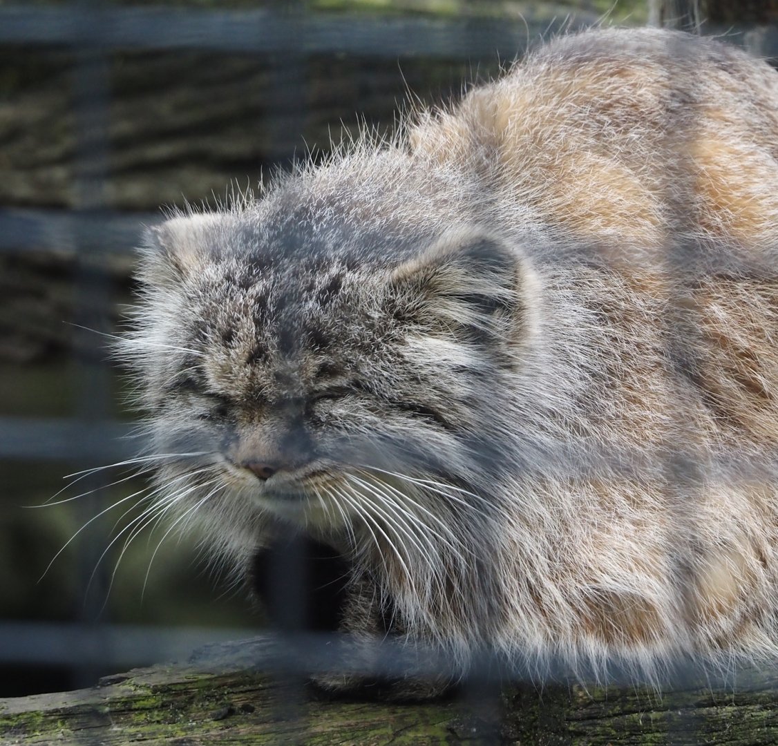 Siberian Pallas's cat (Otocolobus manul manul), 2024-04-14
