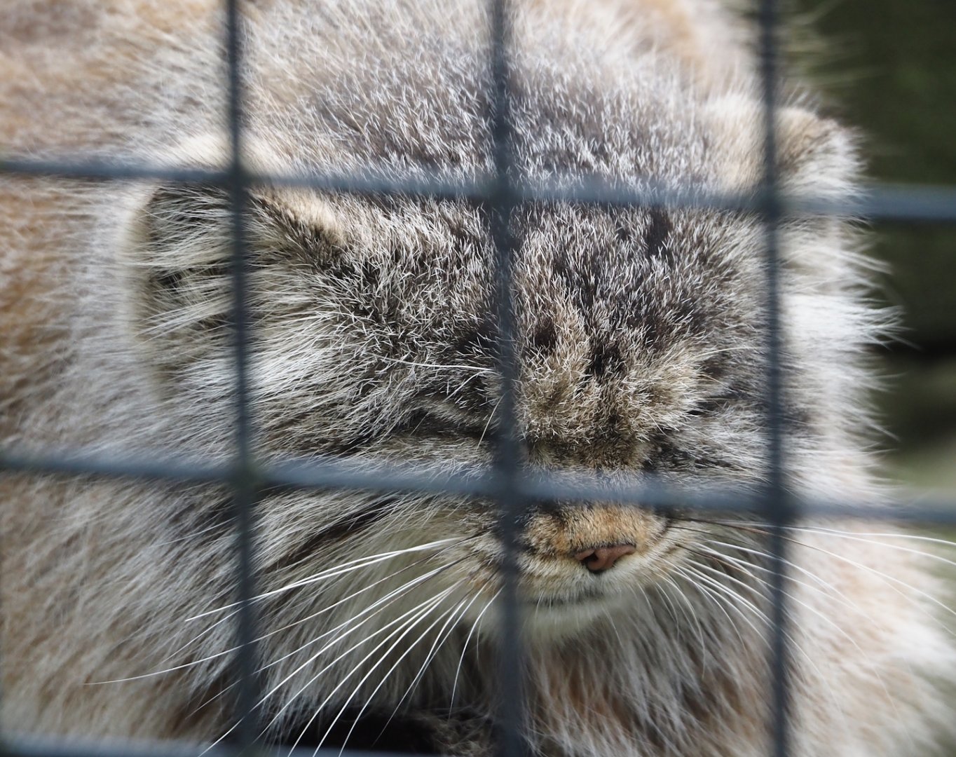 Siberian Pallas's cat (Otocolobus manul manul), 2024-04-14