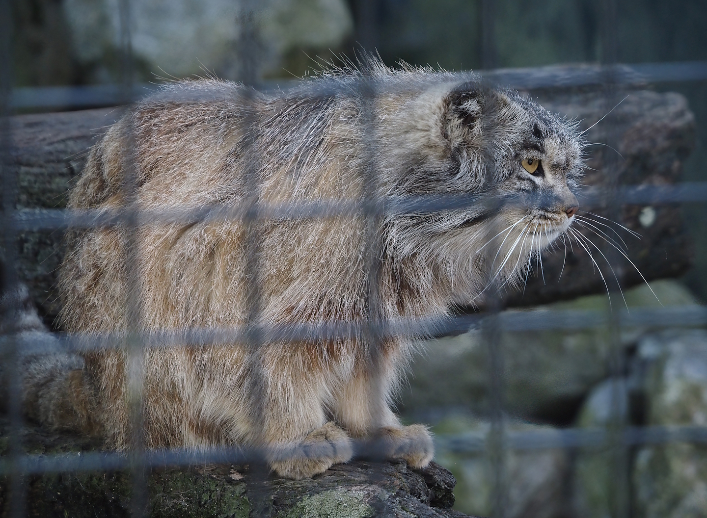 Siberian Pallas's cat (Otocolobus manul manul), 2025-04-12