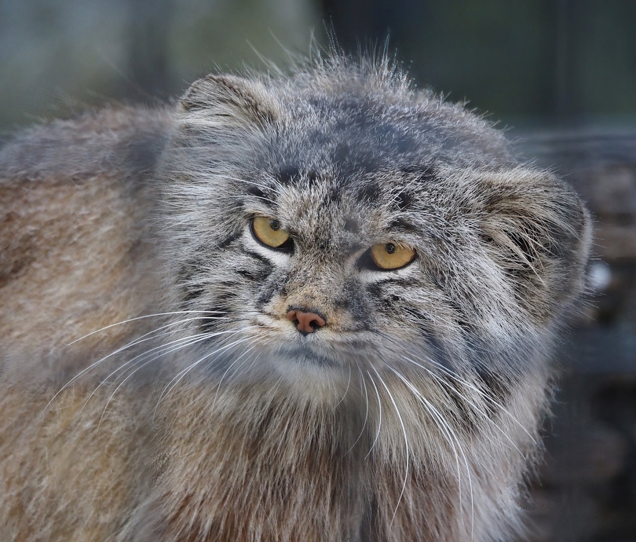 Siberian Pallas's cat (Otocolobus manul manul), 2025-04-12