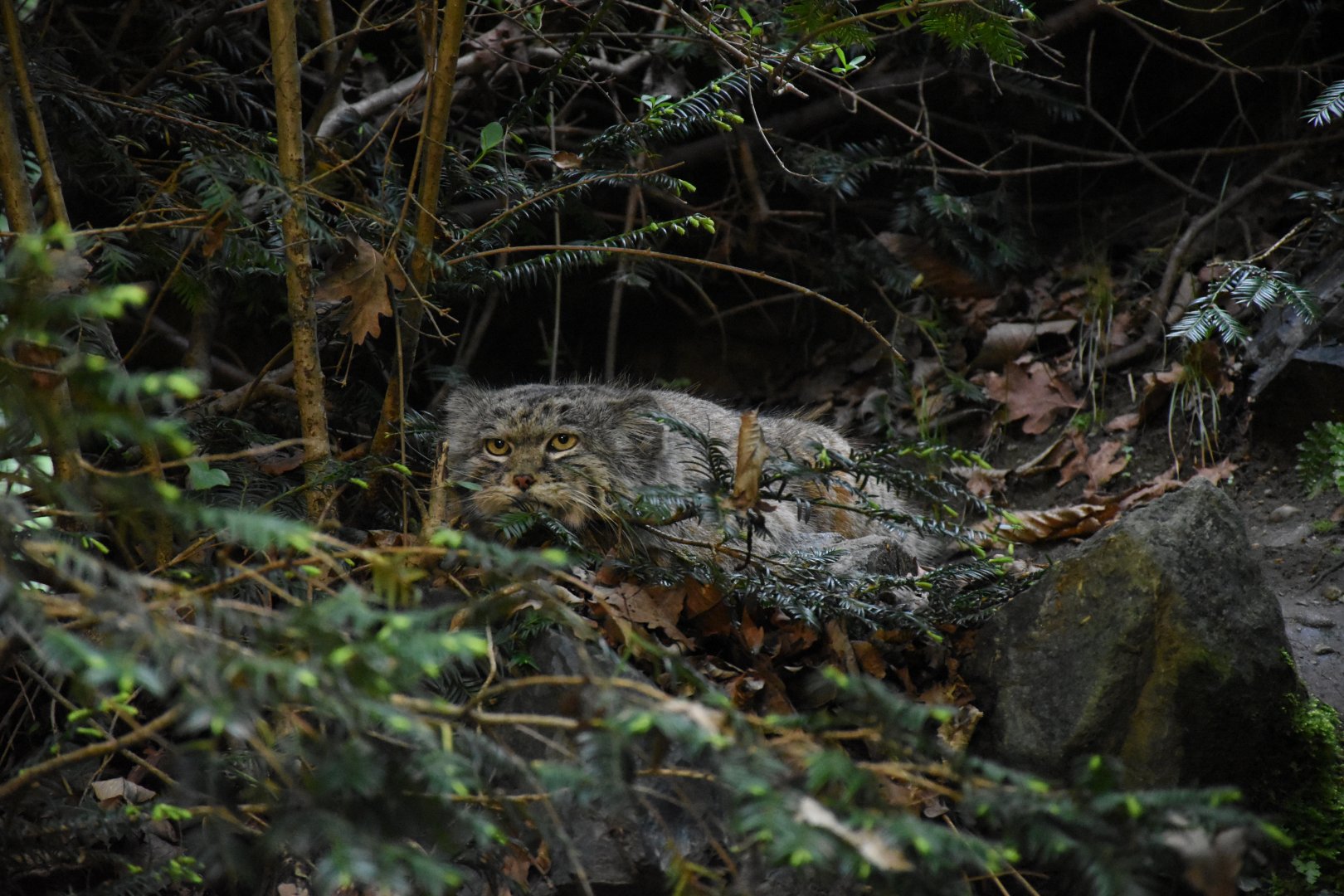 Siberian pallas's cat