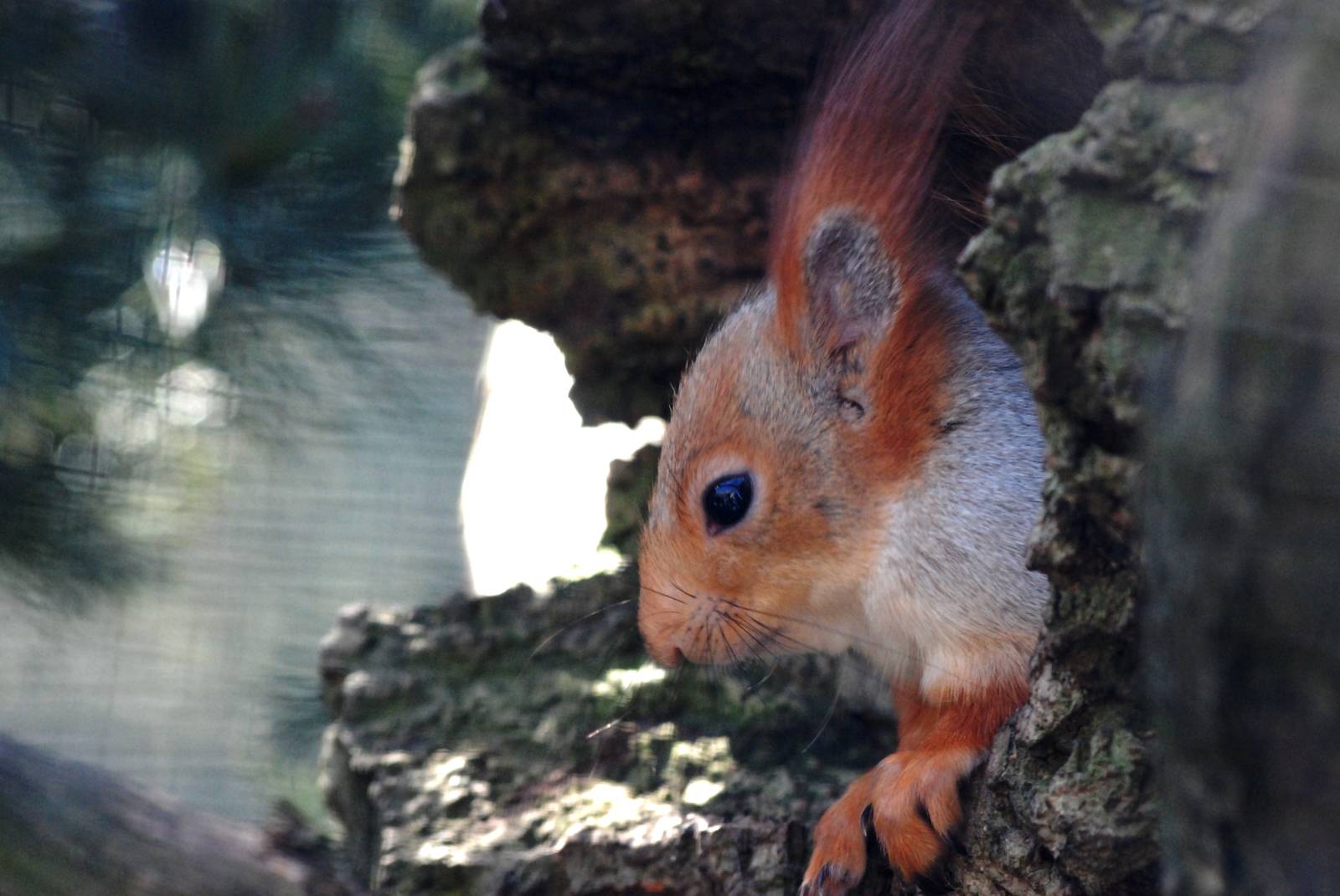 Siberian Red Squirrel at Bremerhaven, 24/03/13