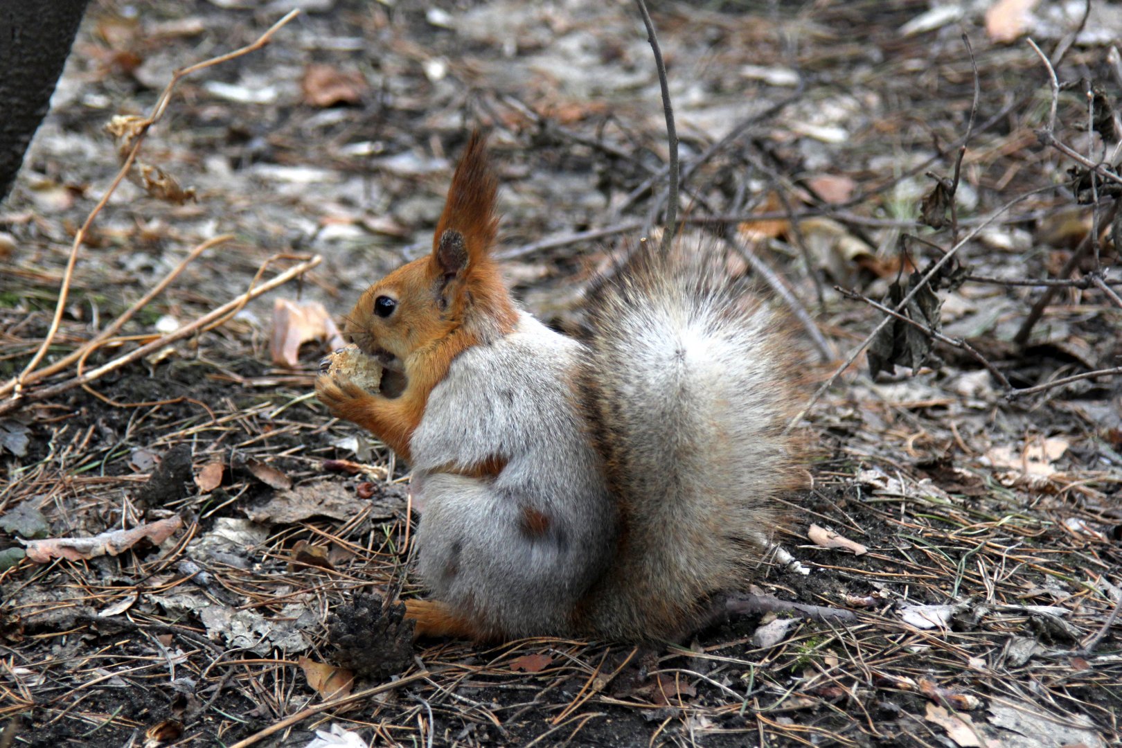 Siberian red squirrel (Sciurus vulgaris exalbidus)