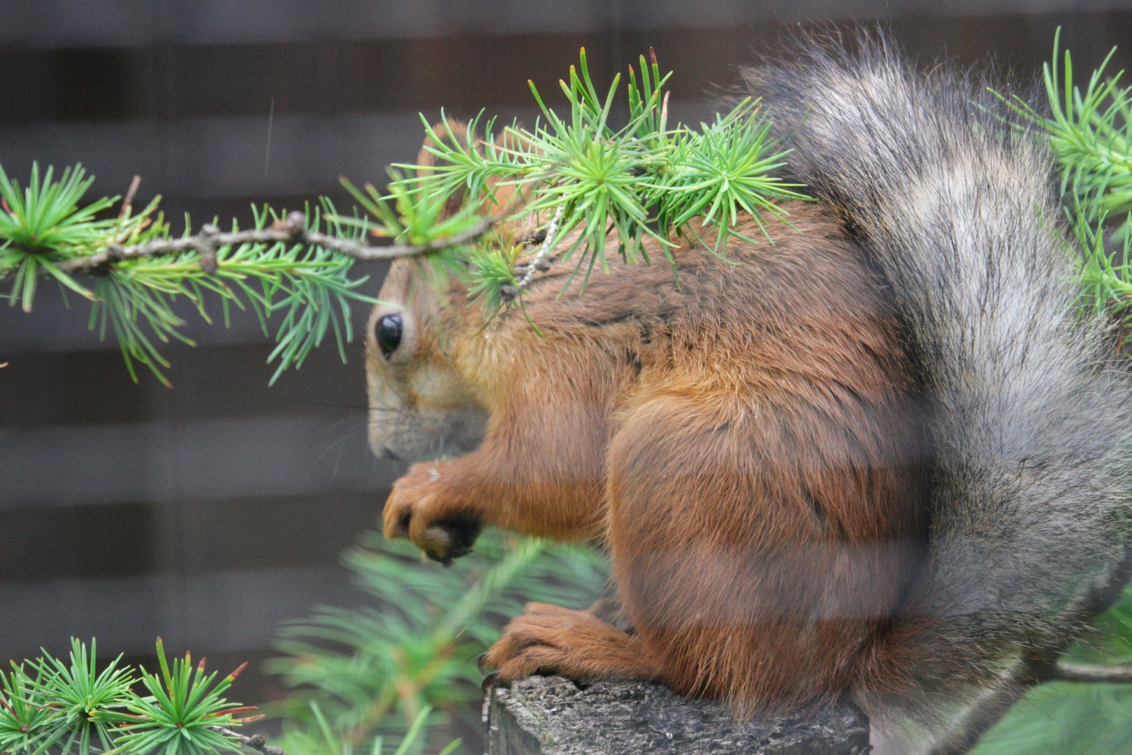 Siberian red squirrel