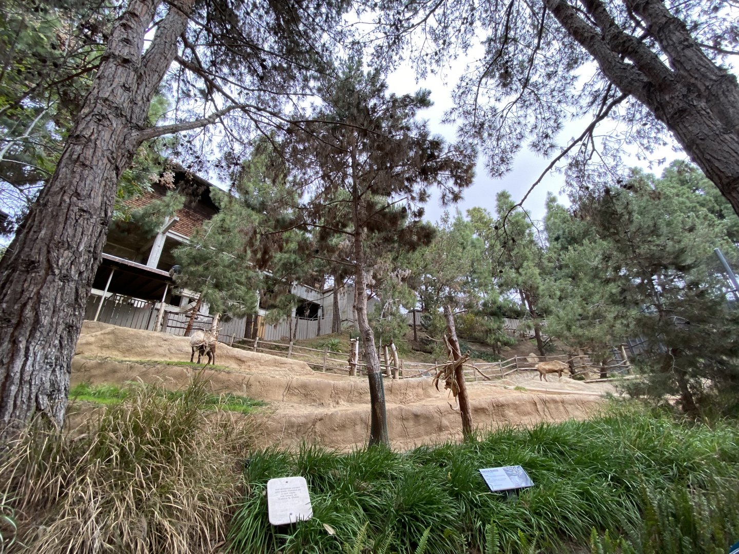 Siberian Reindeer Habitat - Polar Bear Plunge