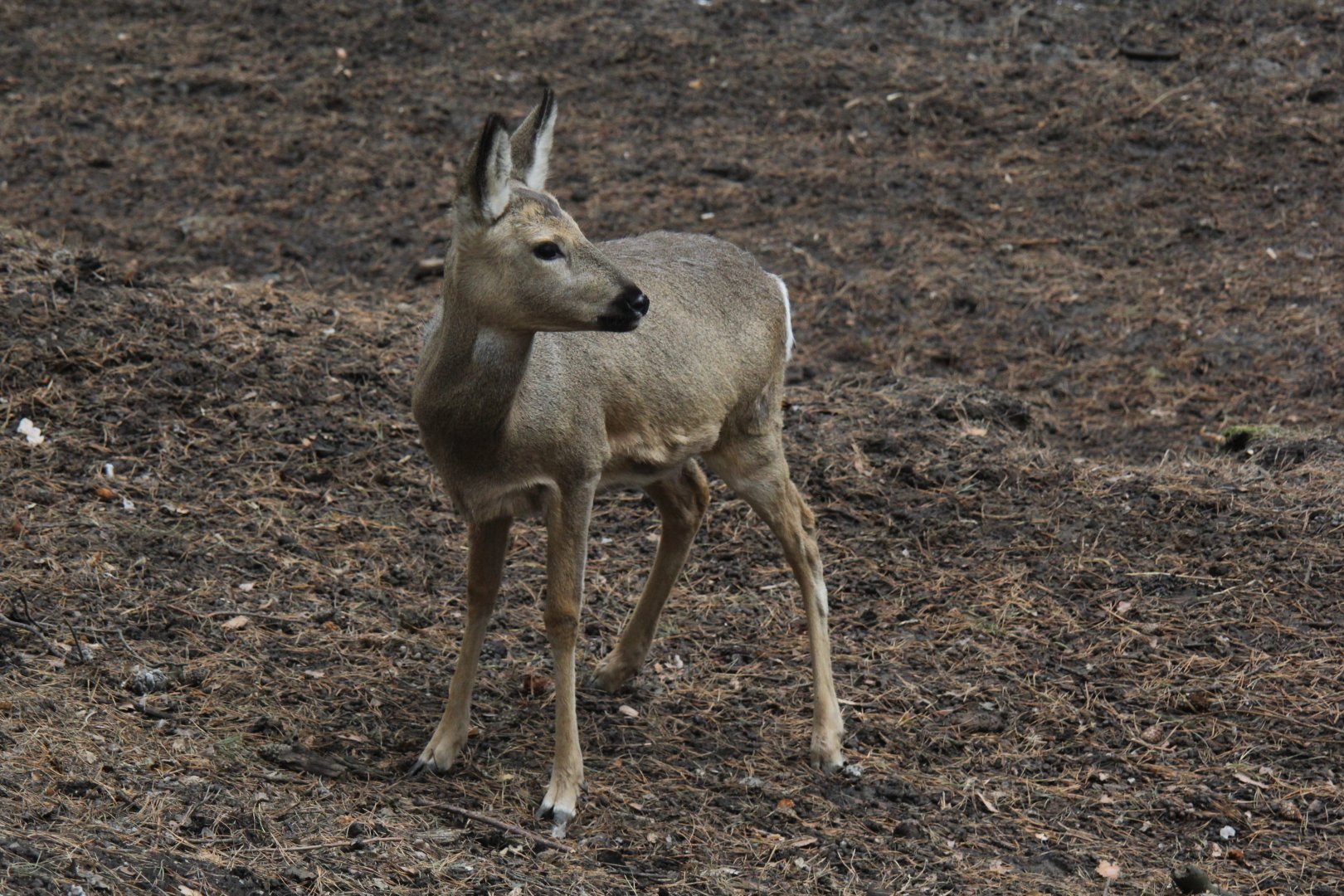 Siberian Roe Deer (Capreolus pygargus)