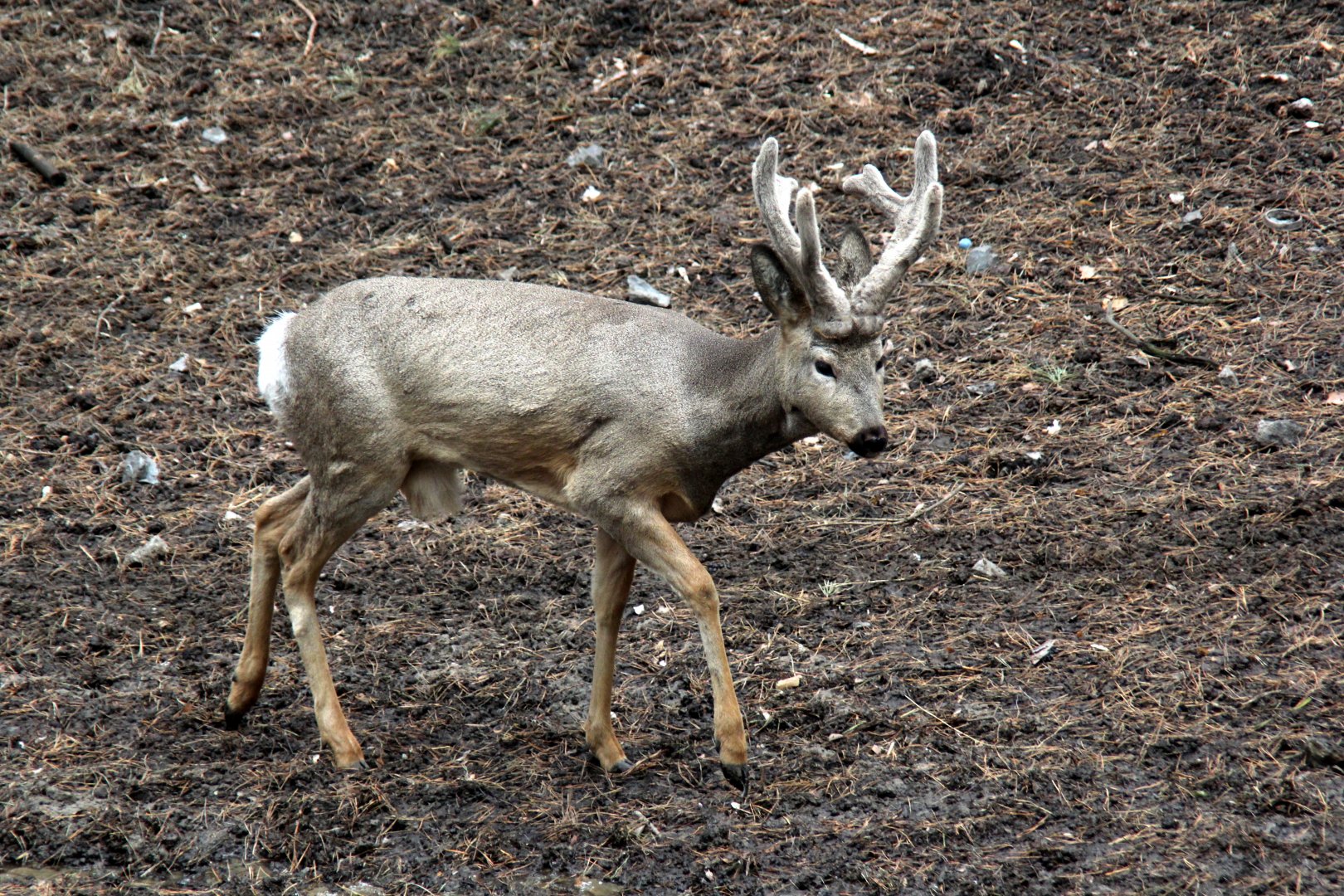 Siberian Roe Deer (Capreolus pygargus)
