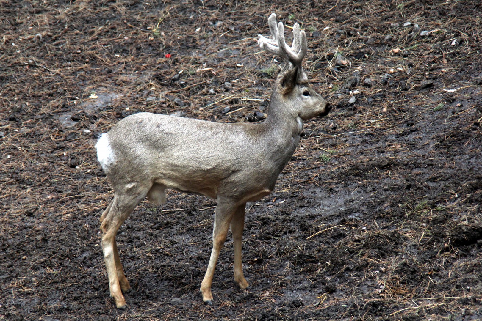Siberian Roe Deer (Capreolus pygargus)