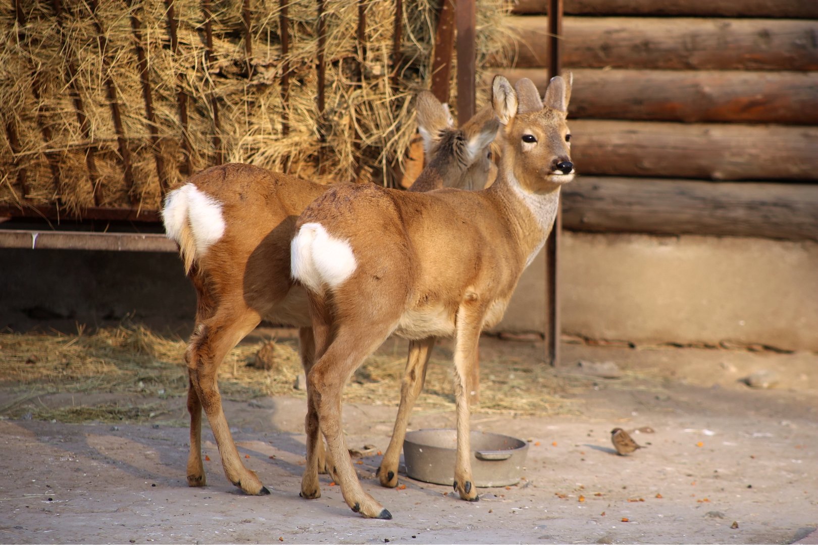 Siberian Roe Deer (Capreolus pygargus)