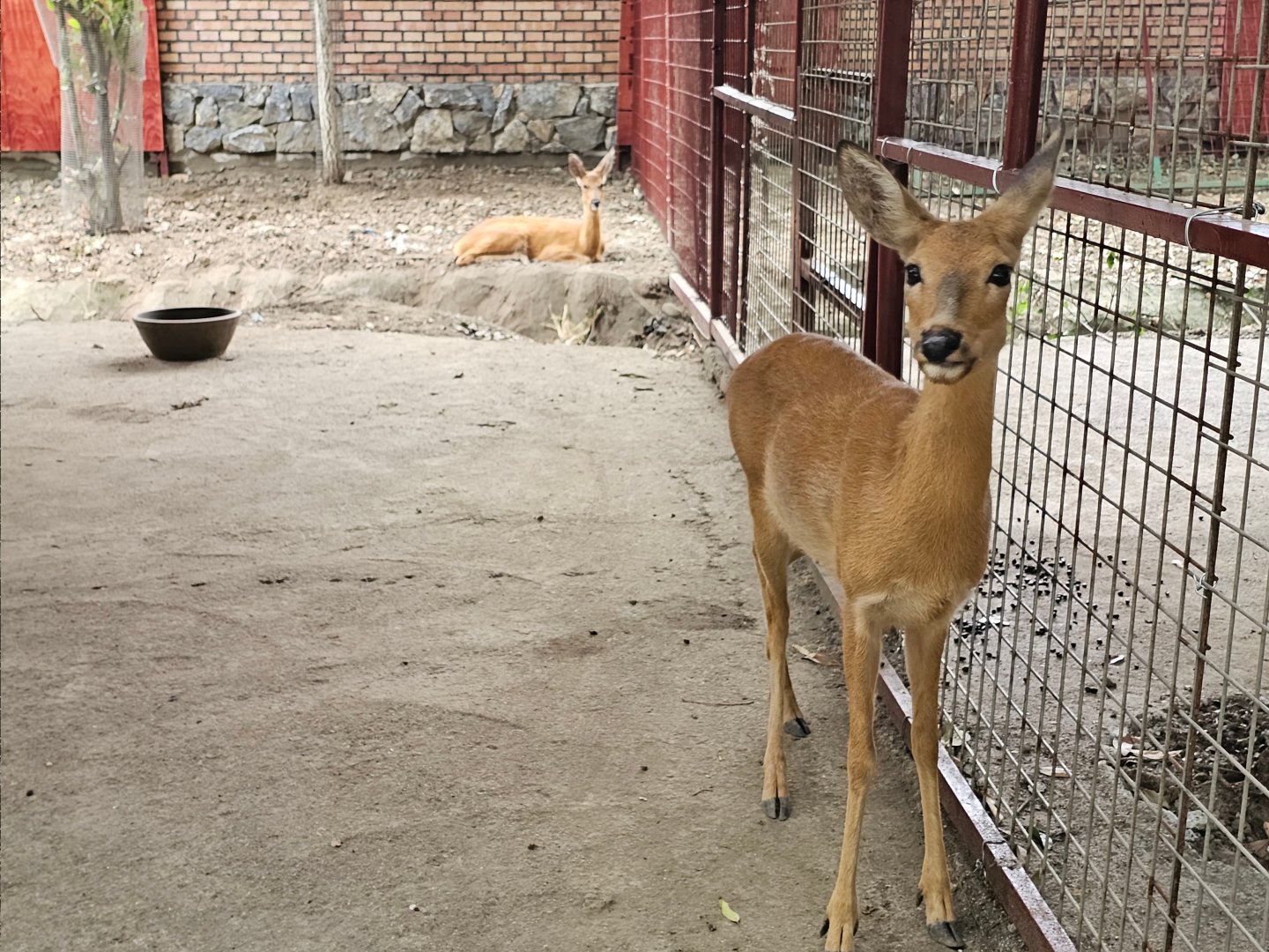 Siberian Roe Deer (Capreolus pygargus)