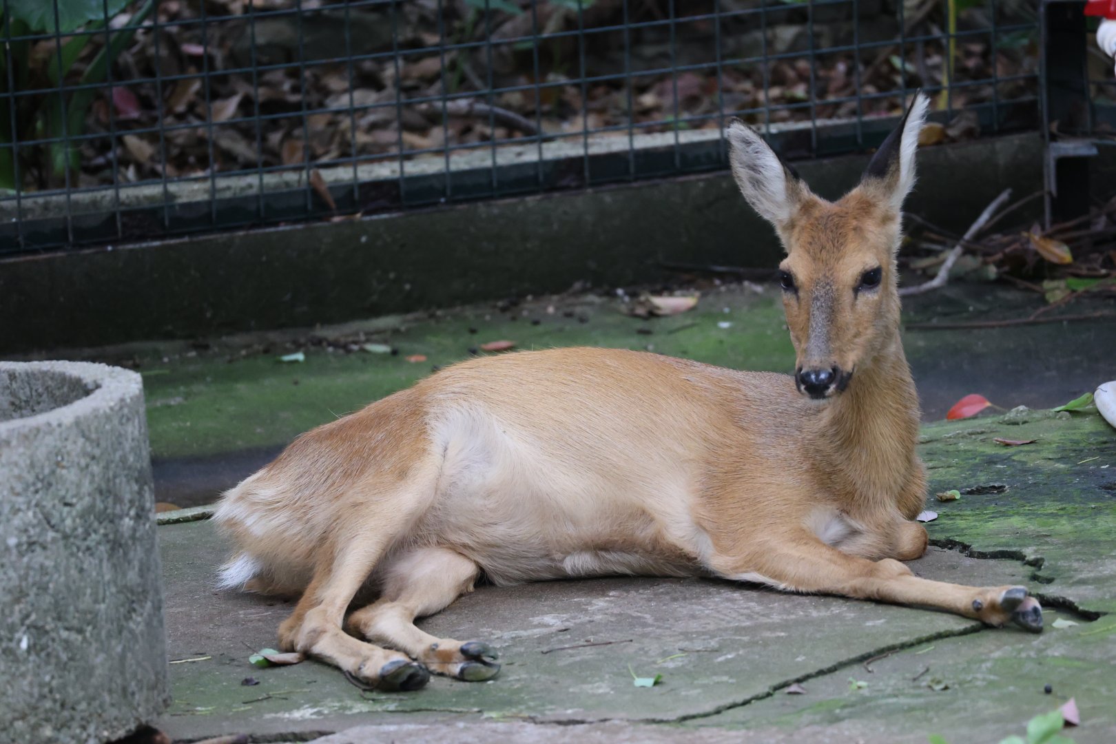 Siberian roe deer (Capreolus pygargus)