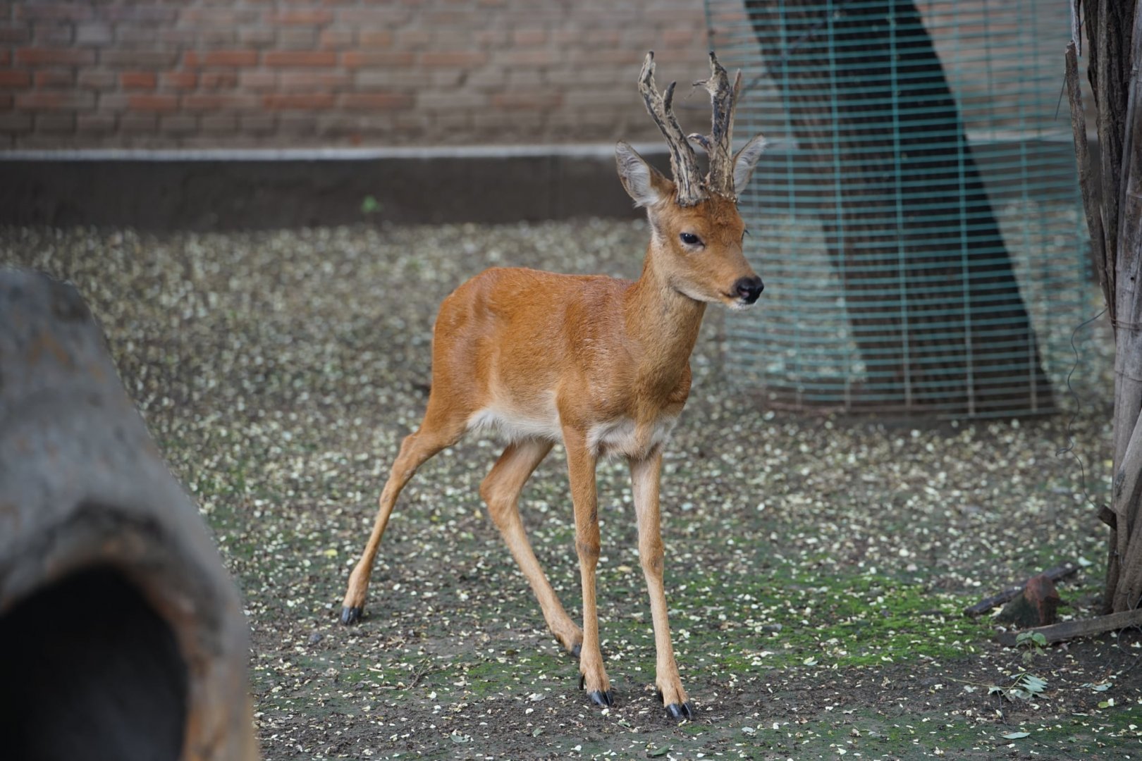 Siberian Roe Deer