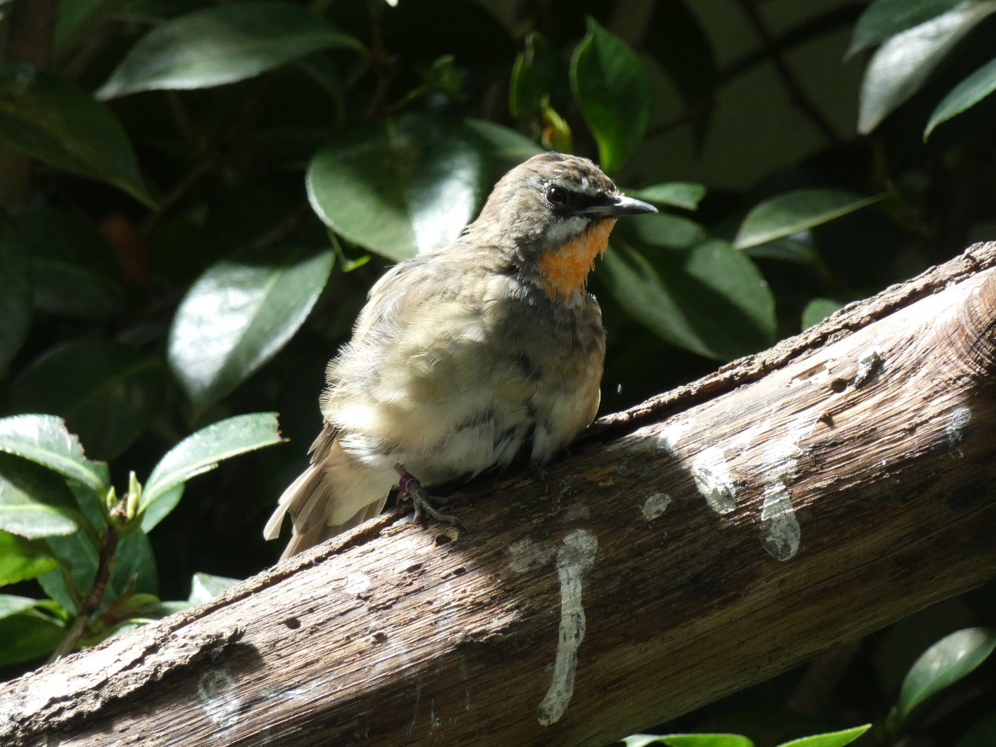 Siberian Ruby-throat
