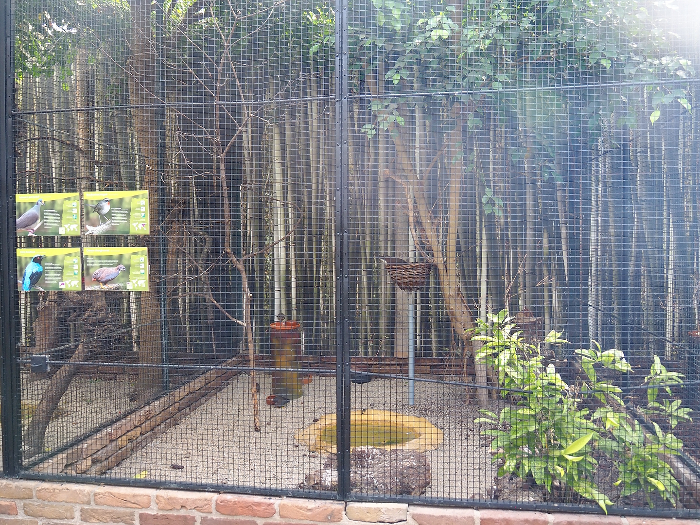 Siberian rubythroat, Asian blue quail and Sulawesi ground dove aviary, 2022-08-28