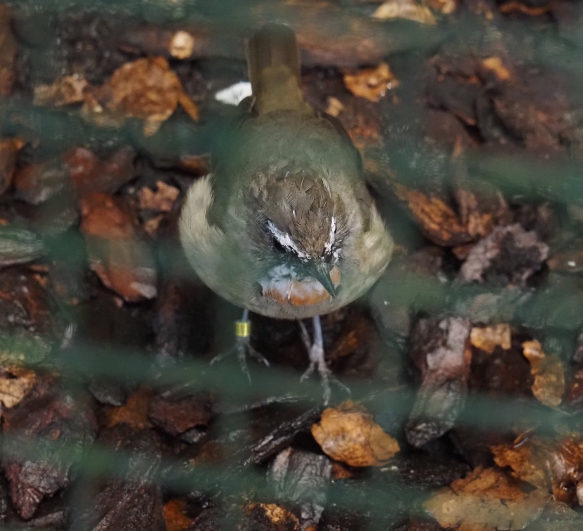 Siberian rubythroat (Calliope calliope), 2024-05-22