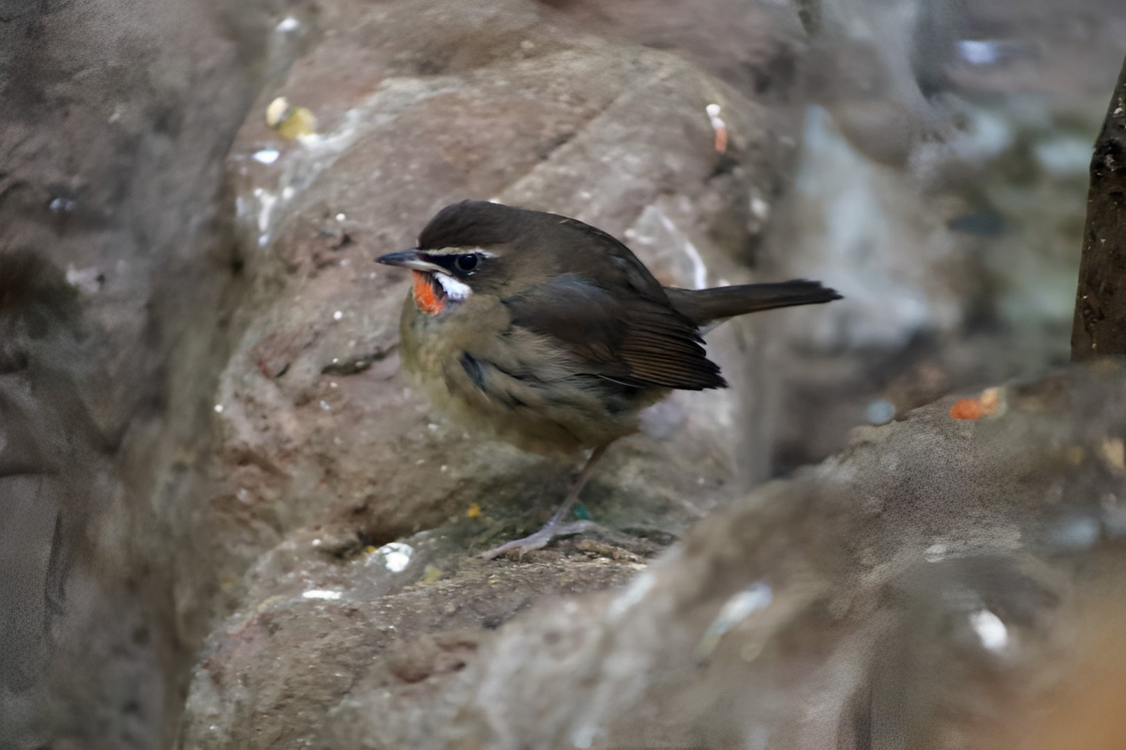 Siberian Rubythroat (Calliope calliope)